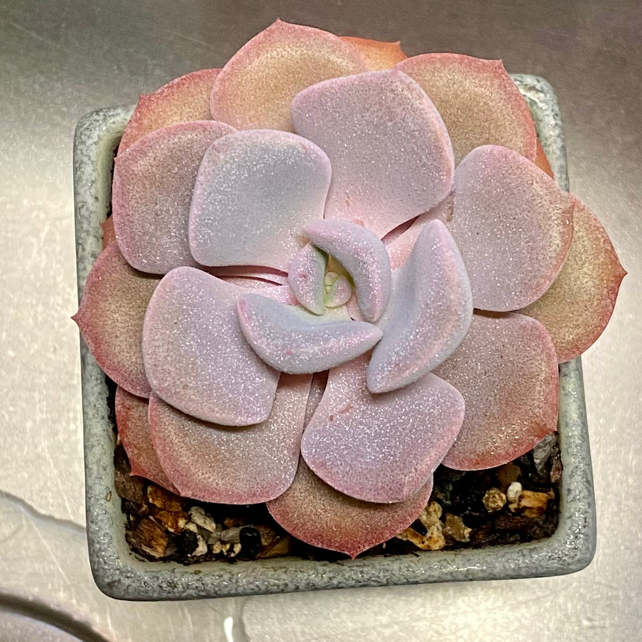 Graptoveria 'Debbie' succulent in a square pot with pinkish leaves.