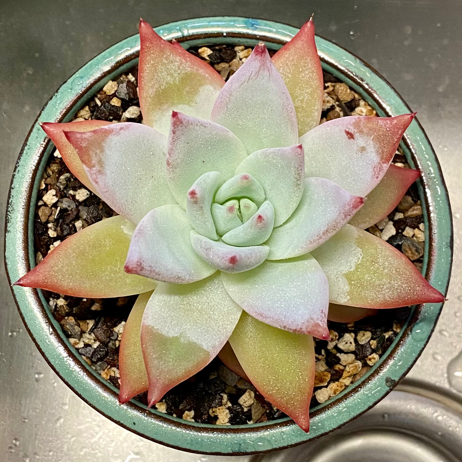 Photo of the plant species Echeveria colorata f. tapalpa by @PurpleSucculent named MS 04 - Talipa on Greg, the plant care app