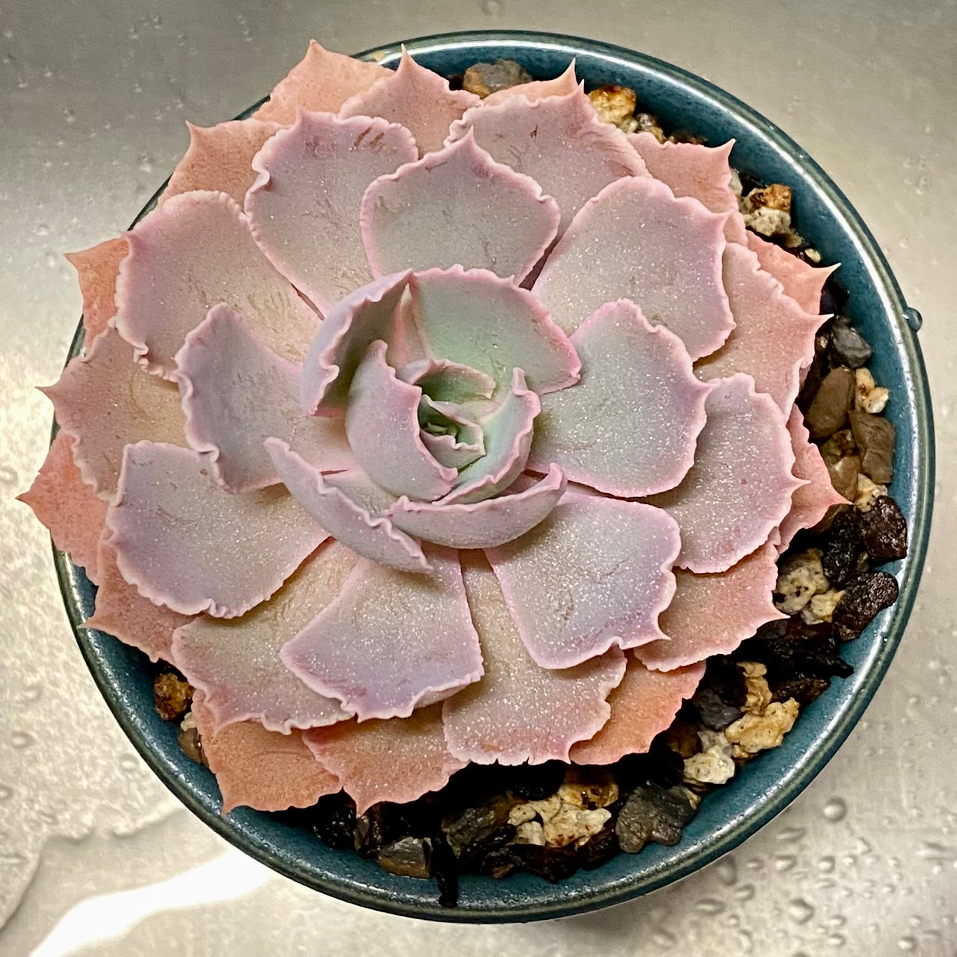 Echeveria 'Neon Breakers' succulent in a pot with visible soil, well-framed and in focus.