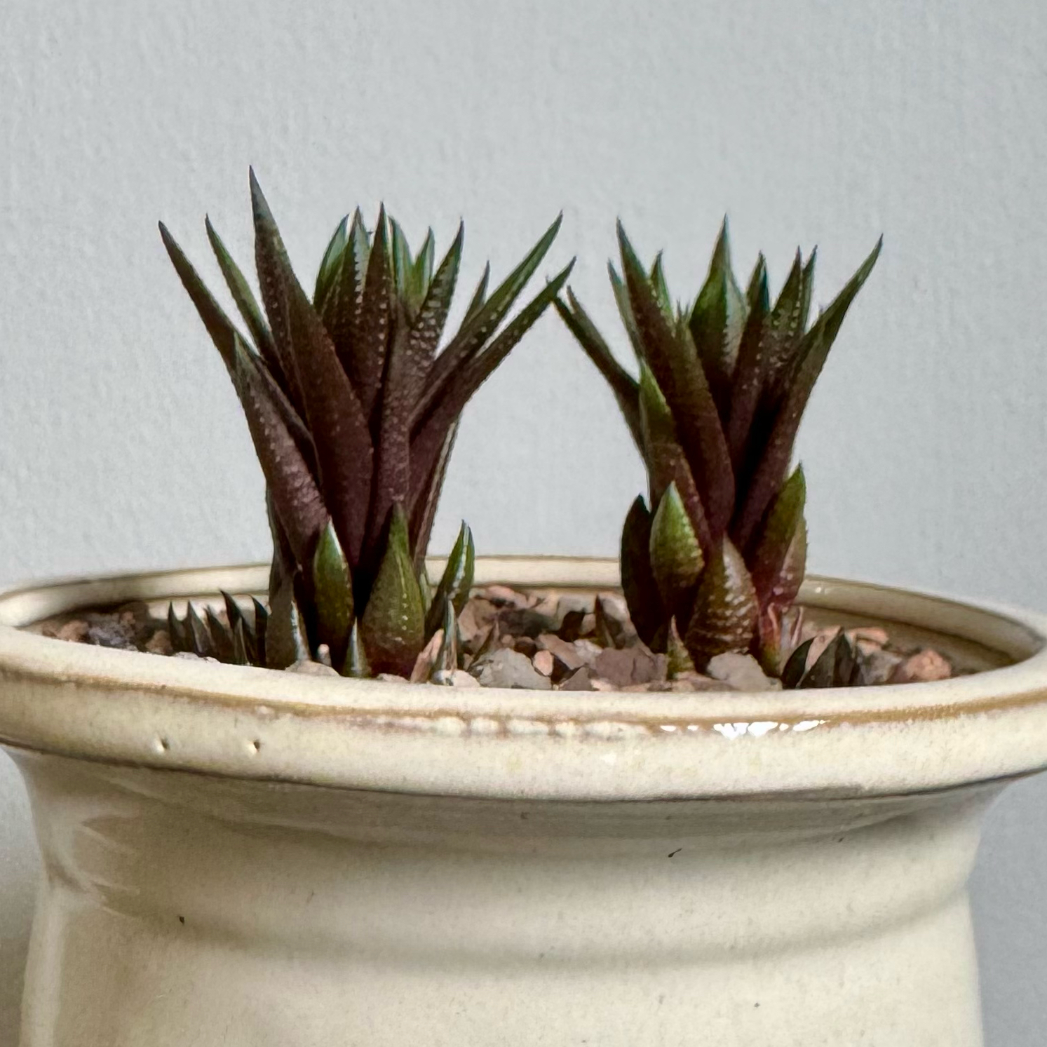 Photo of the plant species Haworthia coarcata f. greenii by @PurpleSucculent named TS 13 - Greenii on Greg, the plant care app