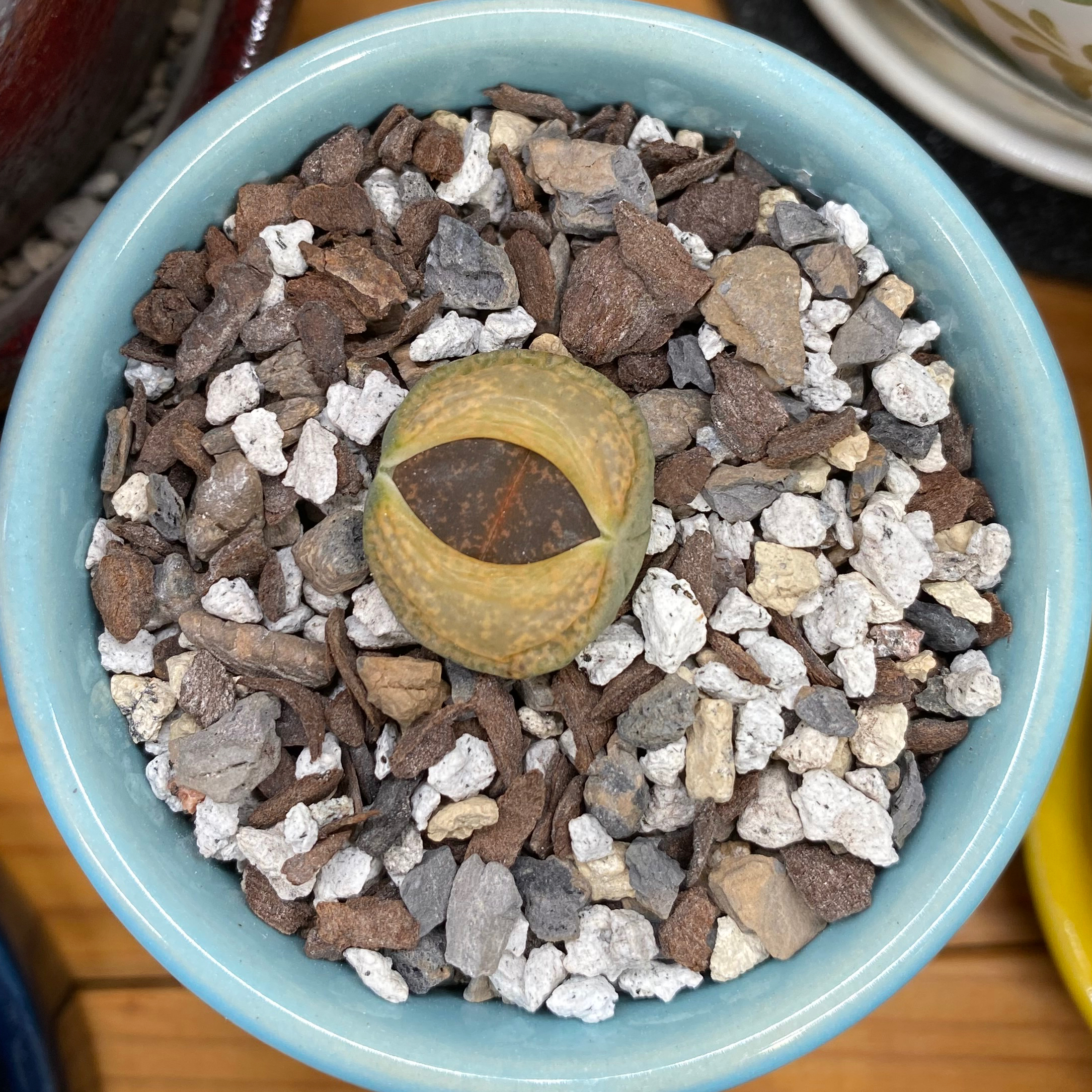 Photo of the plant species Living Stones by @PurpleSucculent named MS 23 - Green Butt on Greg, the plant care app
