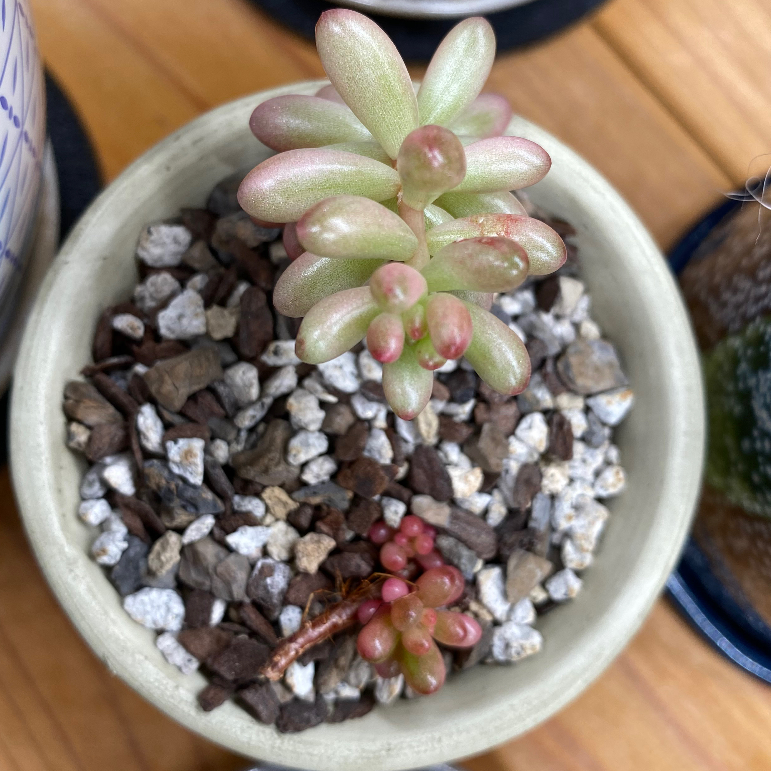 Aurora Pink Jelly Bean succulent in a pot with well-draining soil.