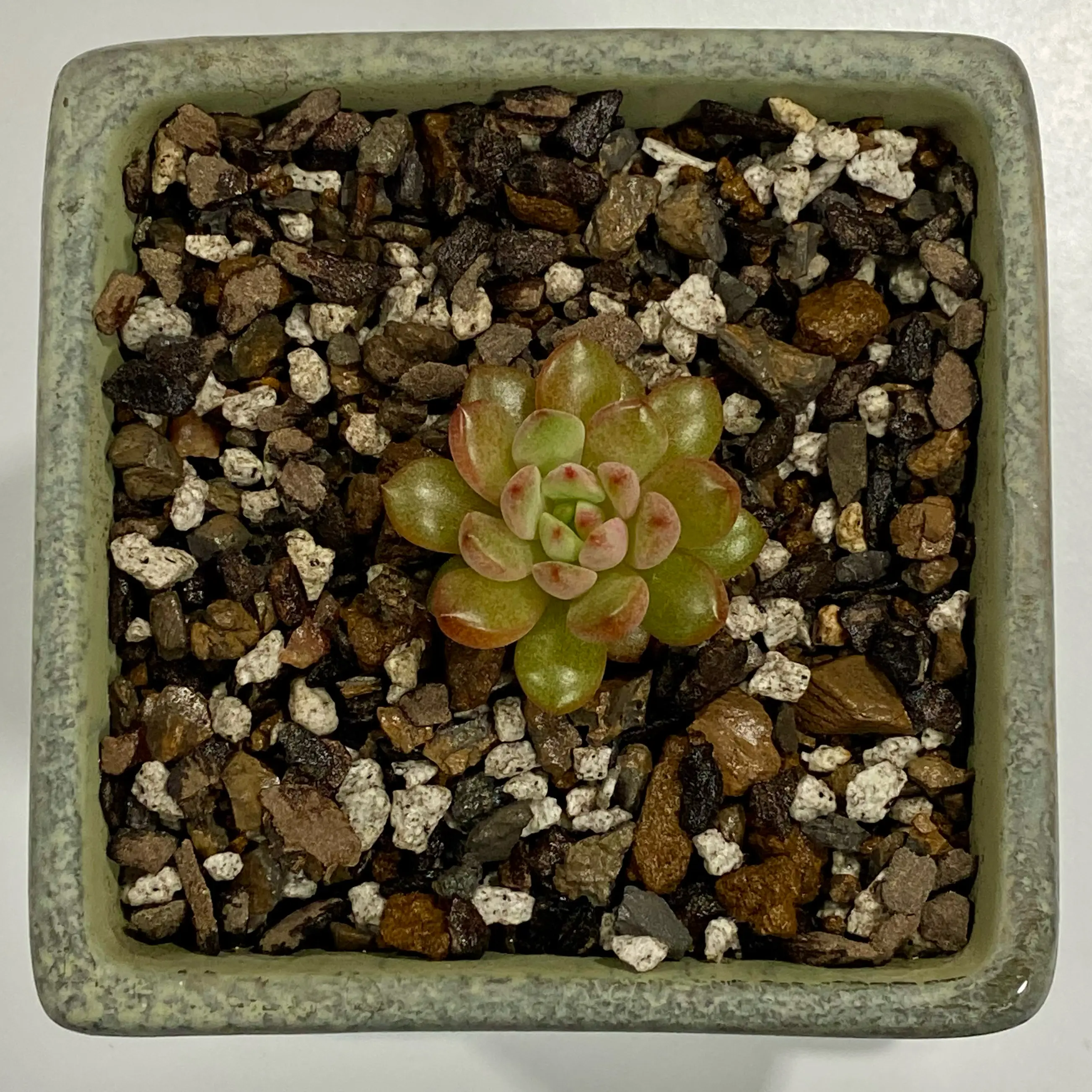 Graptoveria 'Bashful™' succulent in a square pot with rocky soil.