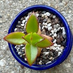 Copper Spoons plant