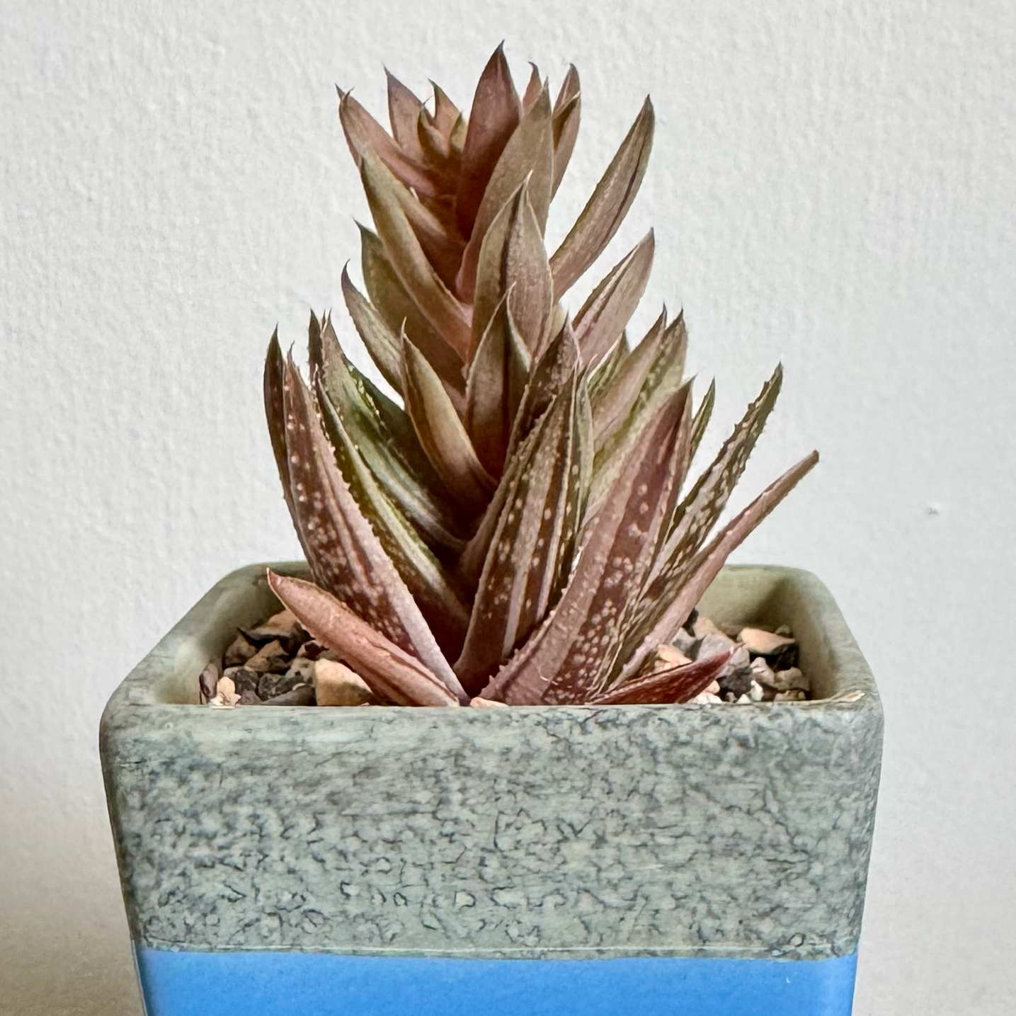 Photo of the plant species Gasteraloe 'Thais' by @PurpleSucculent named TS 05 - Stripes on Greg, the plant care app