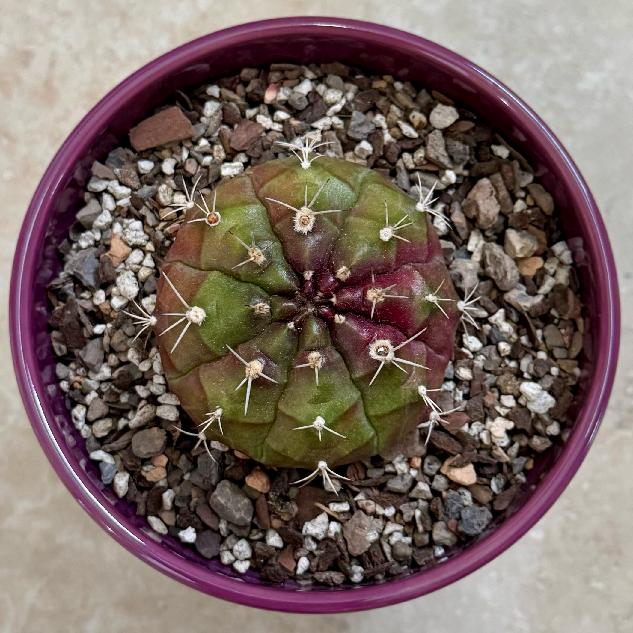 Photo of the plant species Gymnocalycium Damsii var. Tucavocense by @PurpleSucculent named LW 08 - Zeus on Greg, the plant care app
