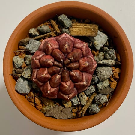 Photo of the plant species Gymnocalycium gibbosum by @PurpleSucculent named BS 22 - Xena on Greg, the plant care app