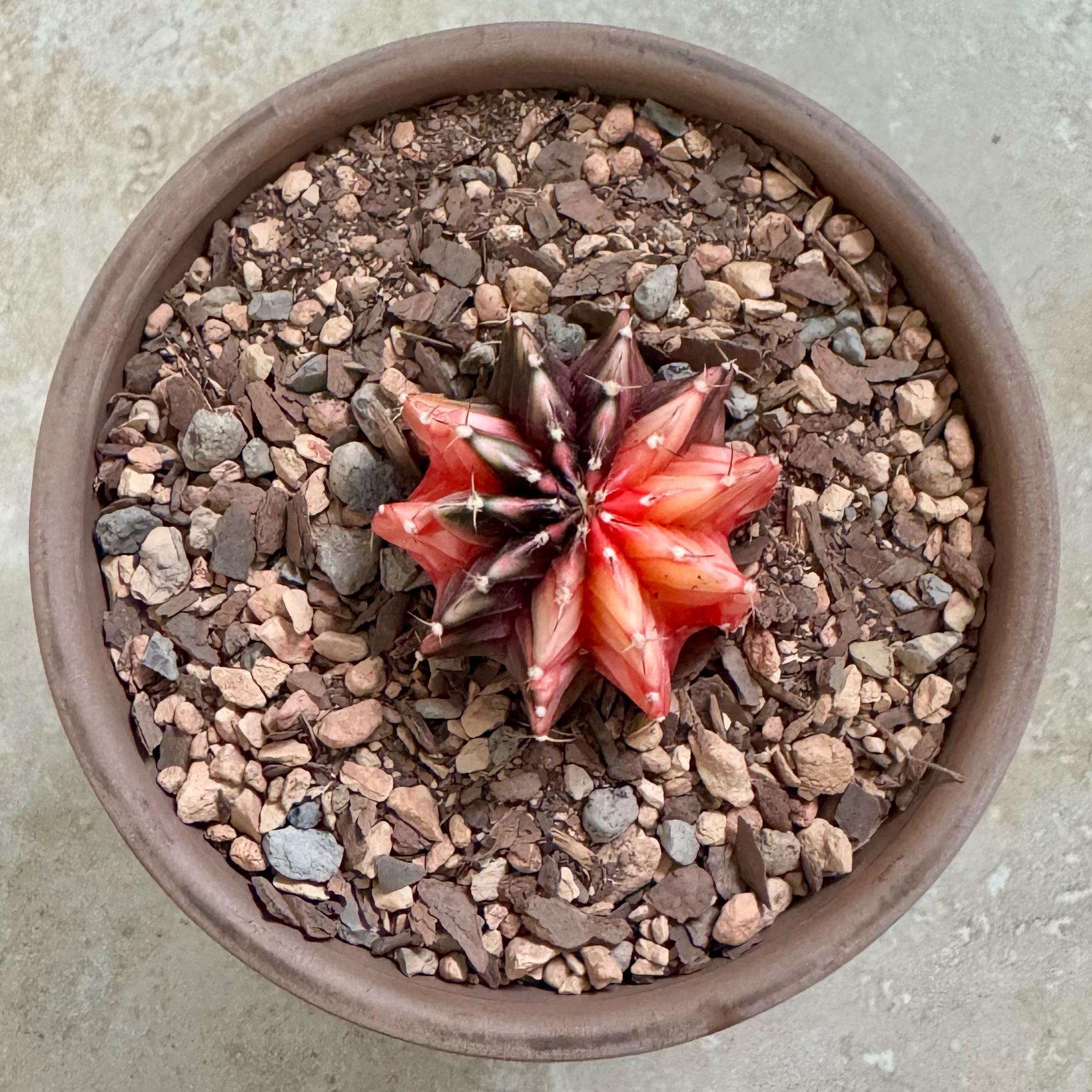 Photo of the plant species Variegated Moon Cactus by @PurpleSucculent named BS 23 - Orwell on Greg, the plant care app