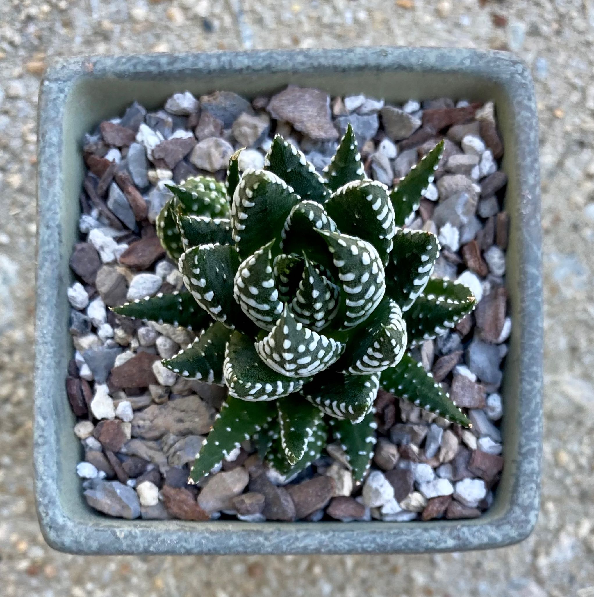 Haworthiopsis coarctata plant in a square pot with rocky soil mix, healthy appearance.