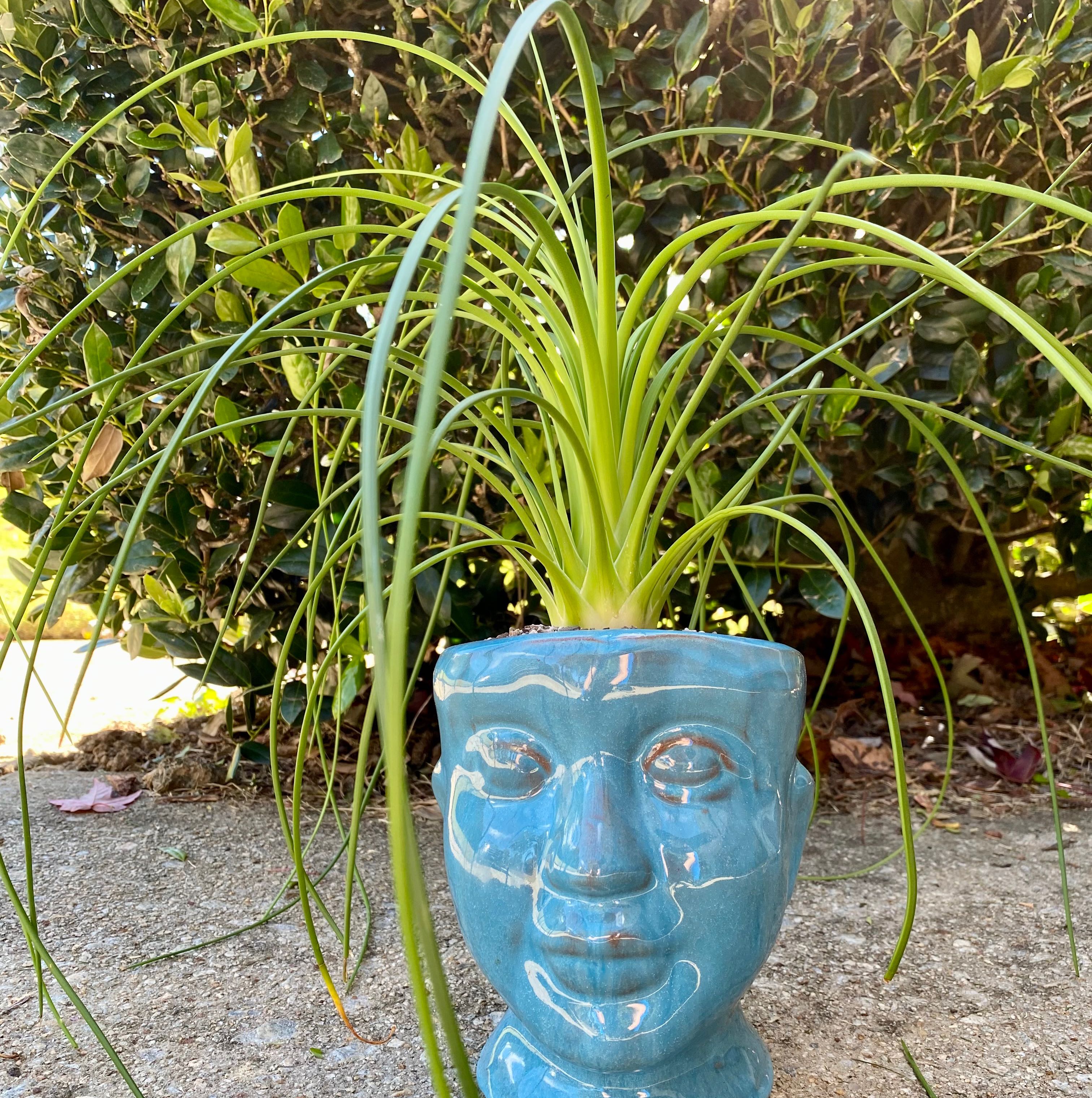 Photo of the plant species Spaghetti Strap Agave by @PurpleSucculent named TS 04 - Spaghetti on Greg, the plant care app