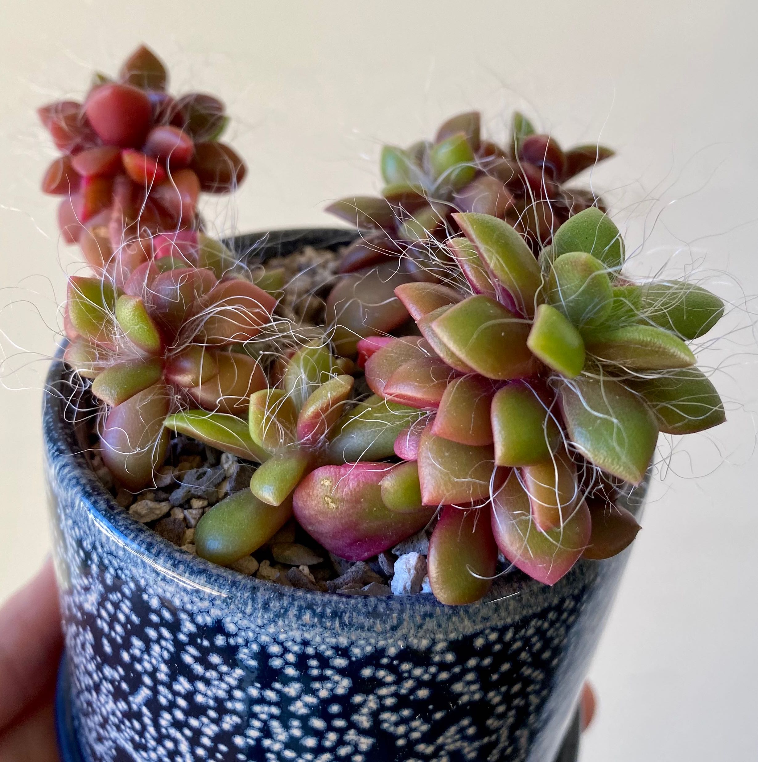 Potted Anacampseros telephiastrum 'Variegata' with multiple rosettes, healthy appearance.