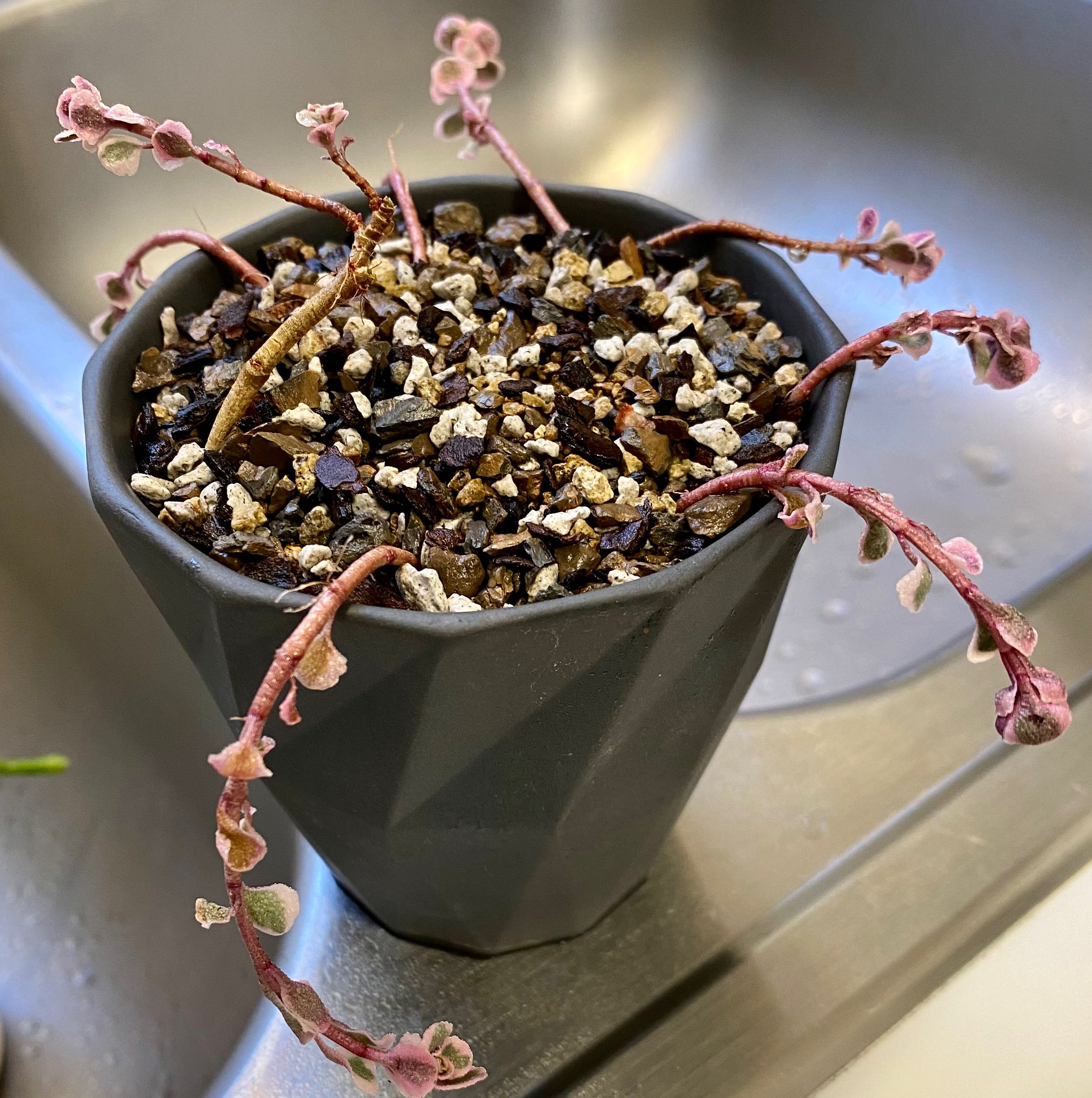 Tricolor Stonecrop uploaded to the Greg plant app by @PurpleSucculent