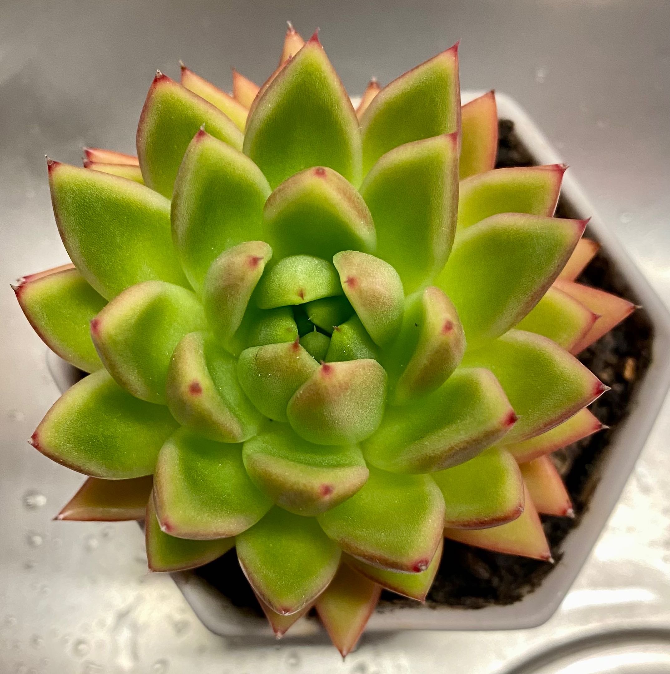 Photo of the plant species Lipstick Echeveria by @PurpleSucculent named MS 29 - Agave on Greg, the plant care app