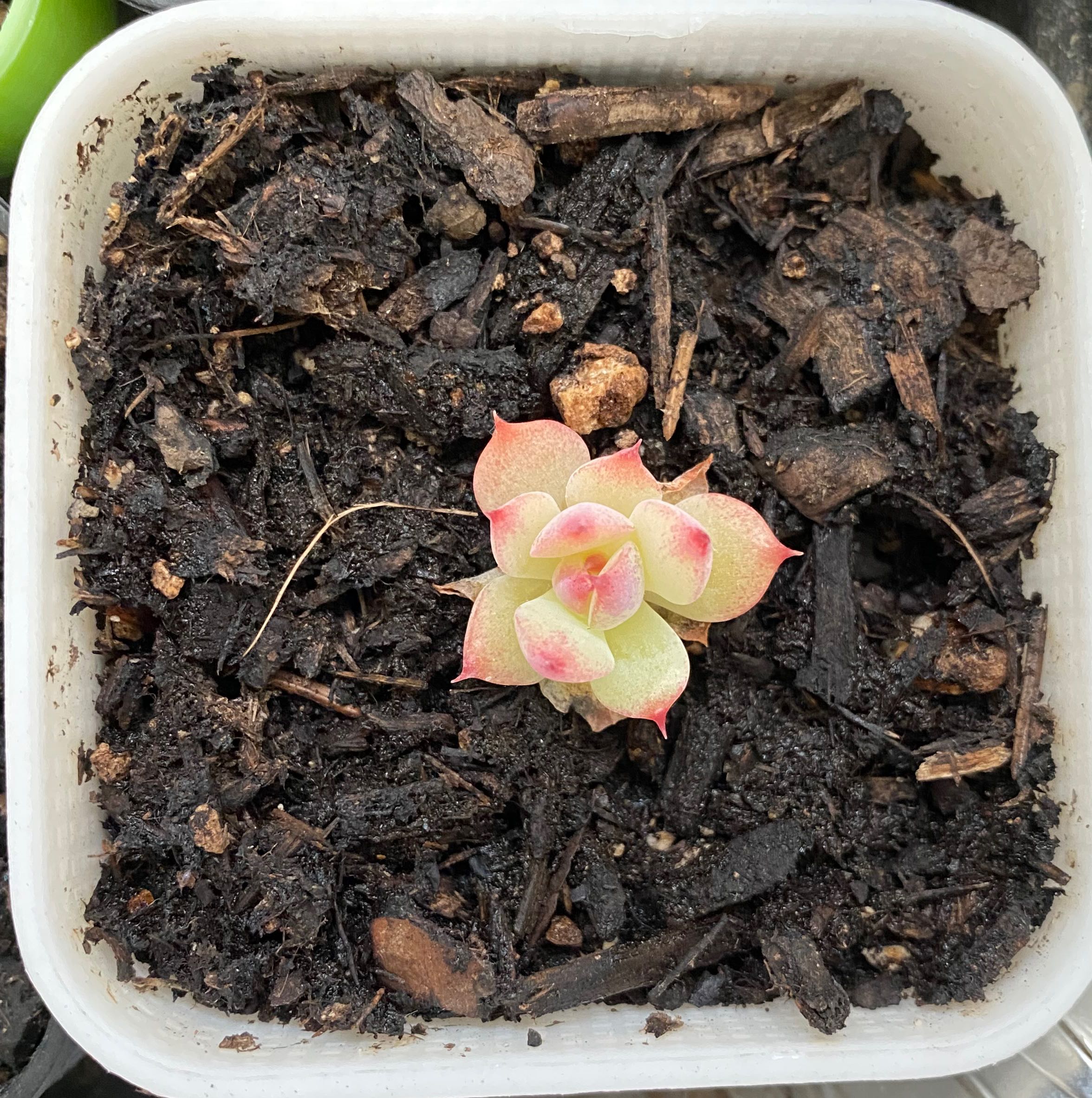 Echeveria colorata plant in a white pot with dark soil, healthy green leaves with pinkish tips.