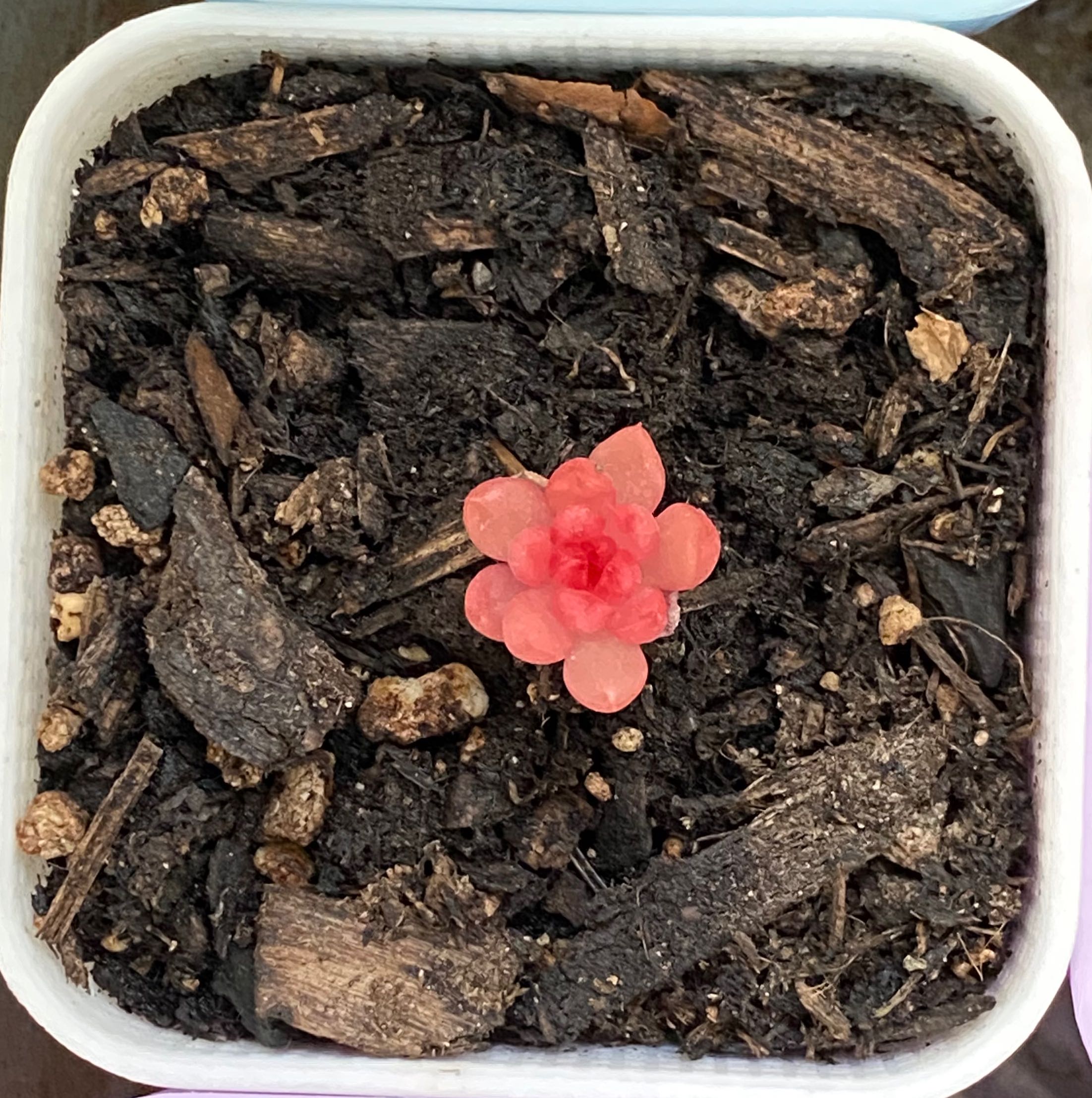 Small Graptoveria 'Bashful™' succulent in a square pot with visible soil and mulch.