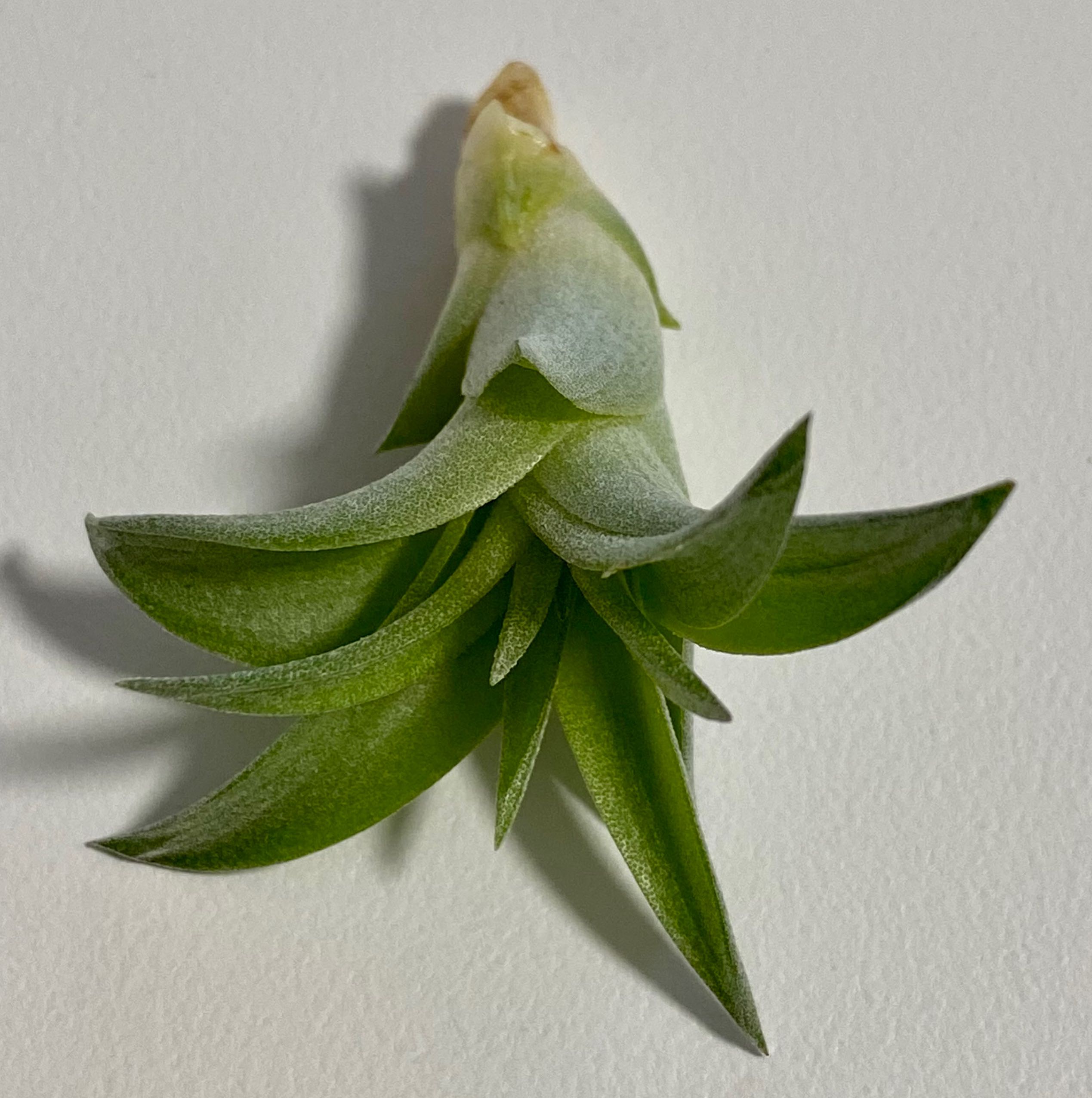 Brachycaulos Green Air Plant with healthy green leaves, well-framed and in focus.