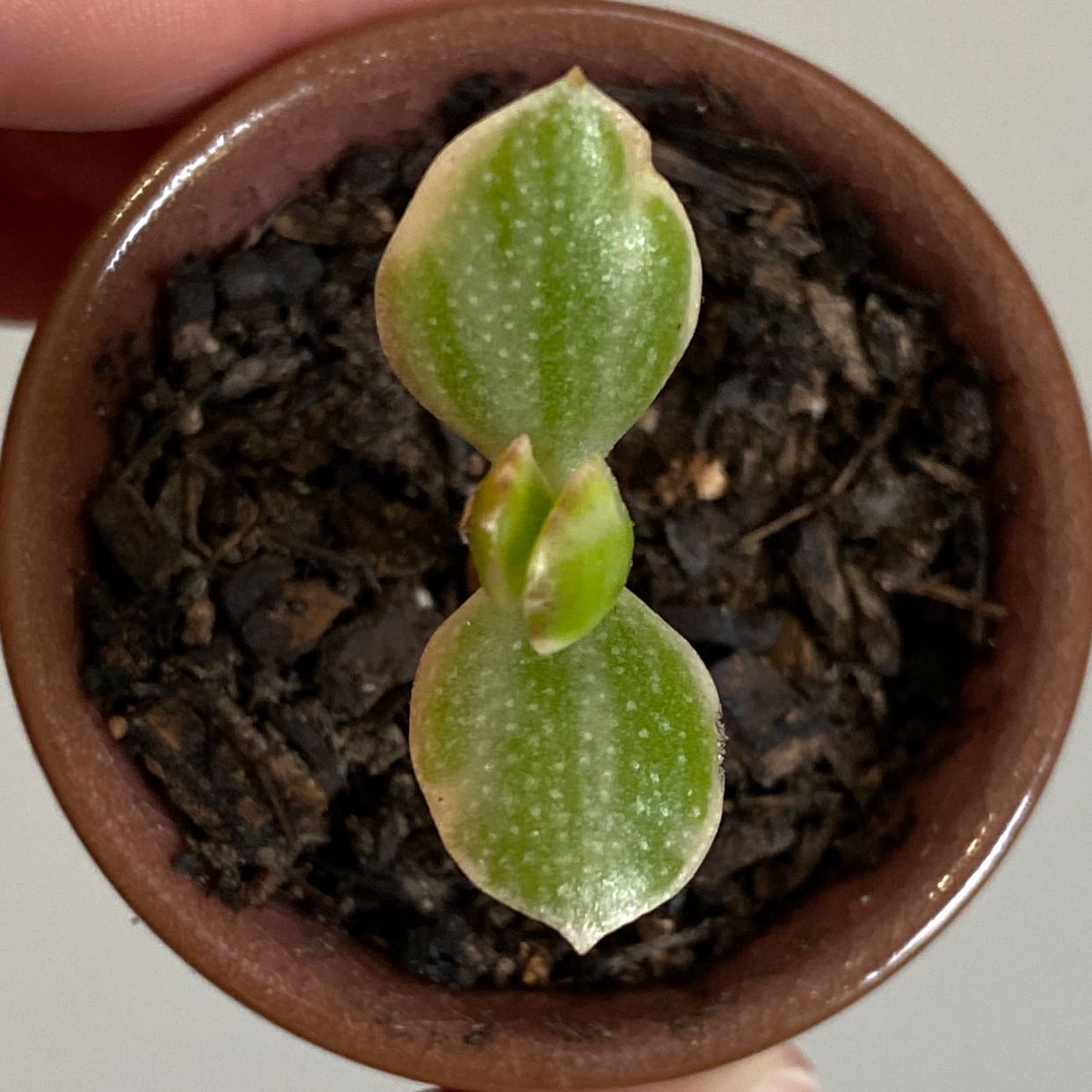 Variegated Jade plant in a brown pot with visible soil and two main leaves.