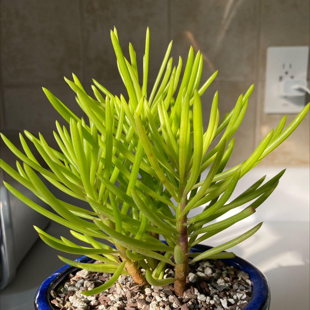 Photo of the plant species Succulent Bush Senecio by @PurpleSucculent named BS 01 - Barbara on Greg, the plant care app