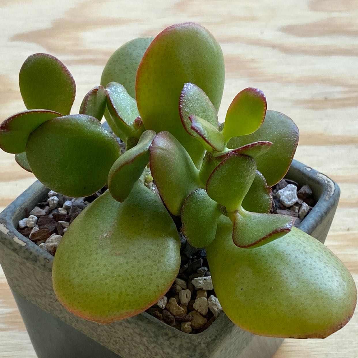 Golden Jade plant in a square pot with visible soil and healthy, fleshy leaves.