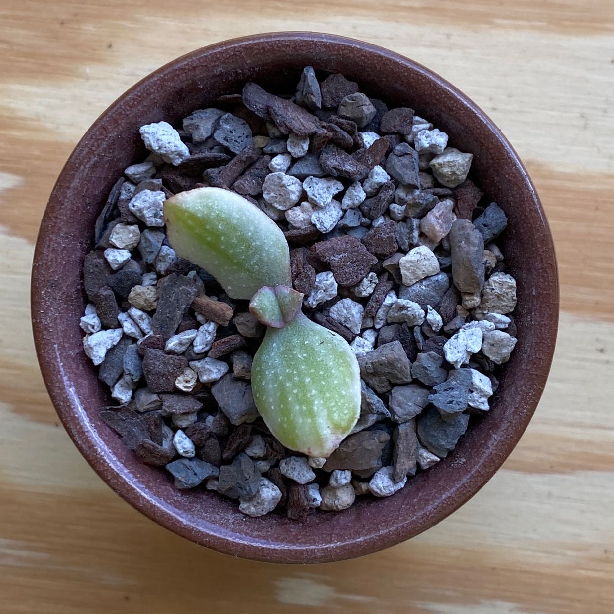 Small Variegated Jade plant in a pot with well-draining soil mix.