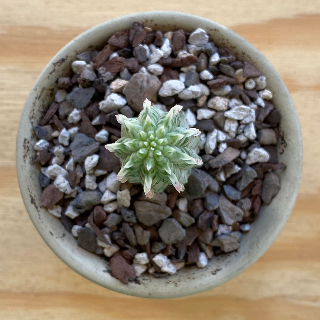 Variegated Corncob Cactus in a pot with rocky soil, viewed from above.