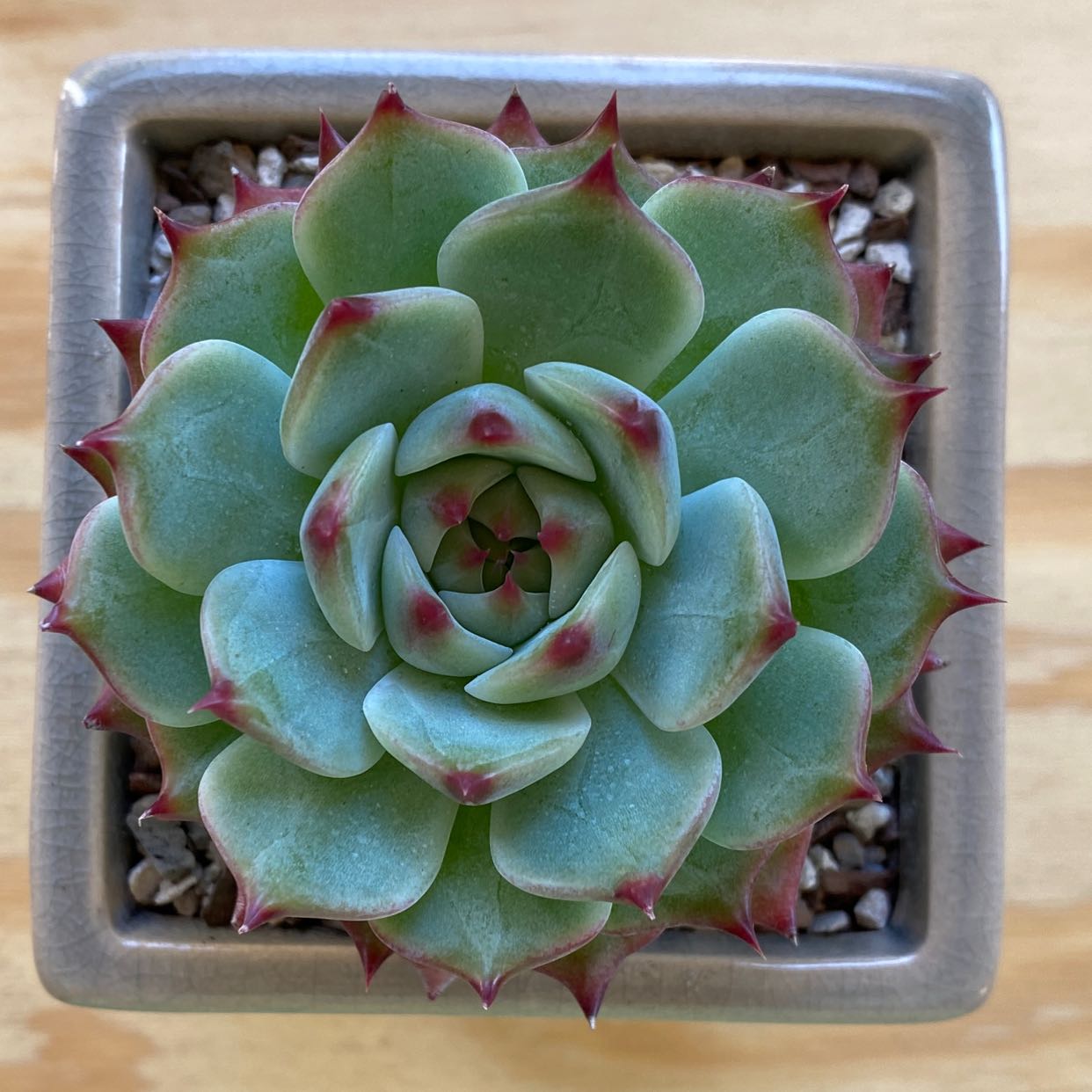 Healthy Echeveria colorata plant in a square pot with green leaves and red tips.