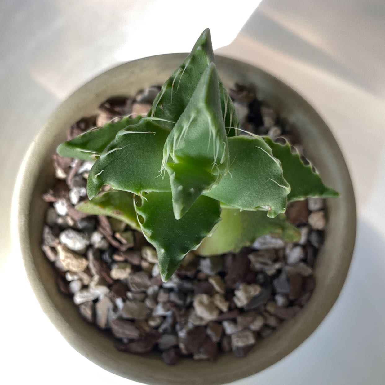 Photo of the plant species Tiger's Jaw by @PurpleSucculent named MS 27 - Jaws on Greg, the plant care app