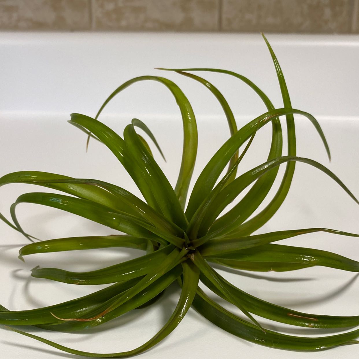 Brachycaulos Green Air Plant with vibrant green leaves on a white surface.