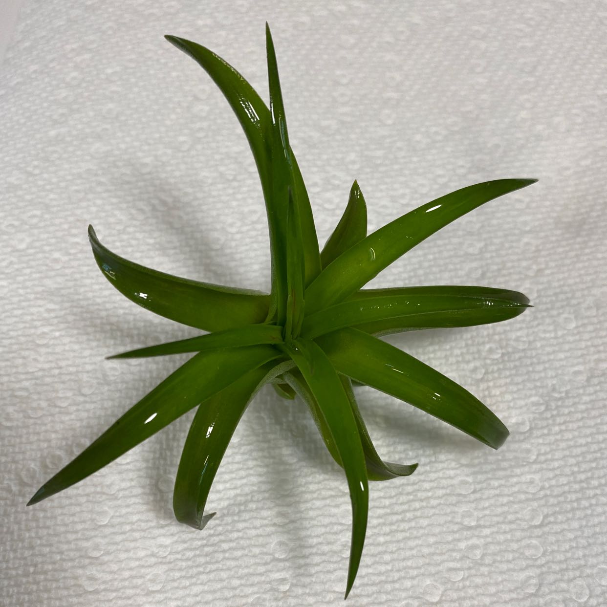 Brachycaulos Green Air Plant on a white textured surface, appearing healthy.
