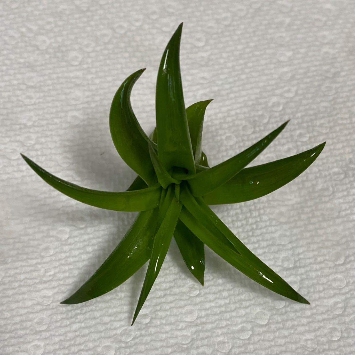 Healthy Brachycaulos Green Air Plant with vibrant green leaves.