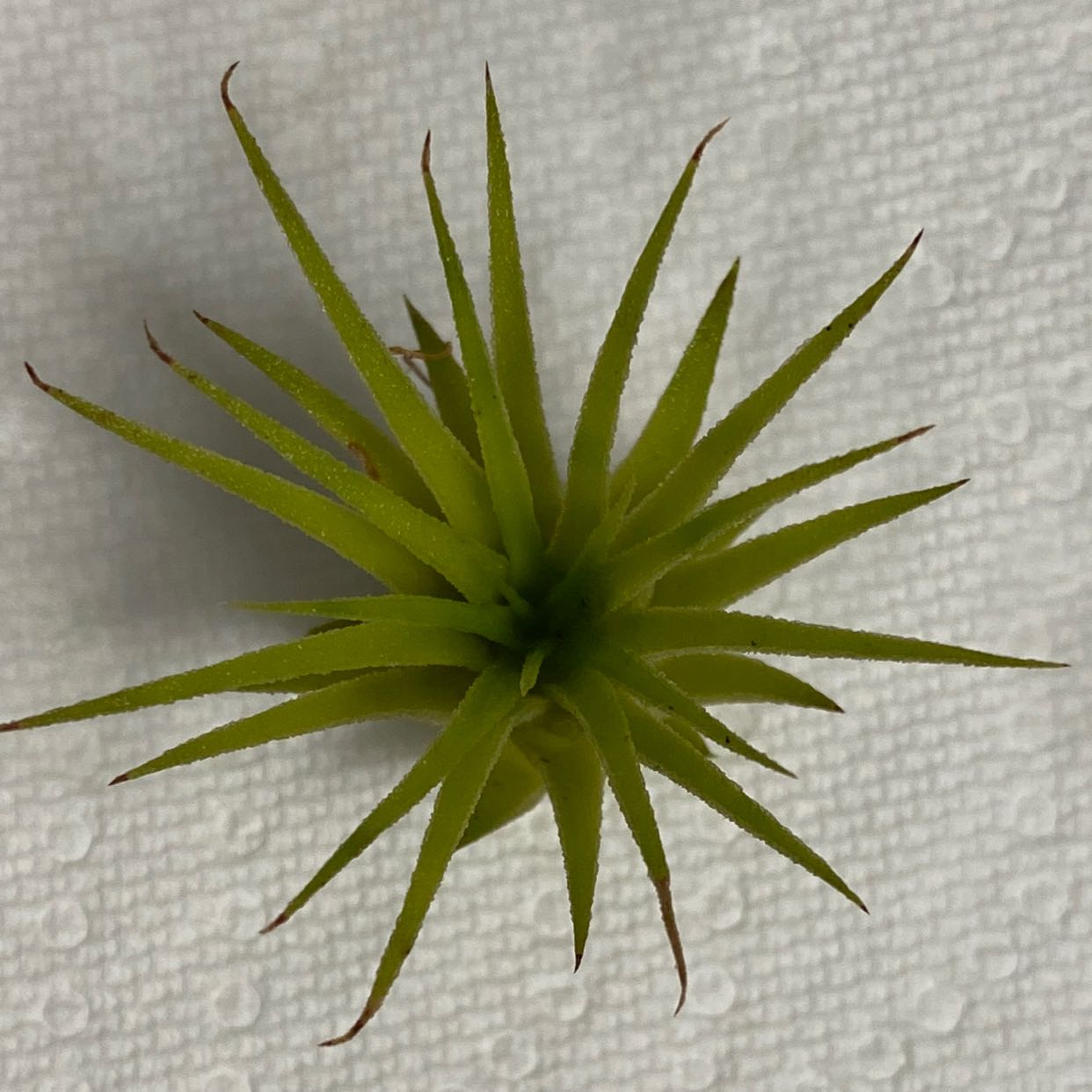 Photo of the plant species Maxima Air Plant by @PurpleSucculent named AP 01 - Air on Greg, the plant care app