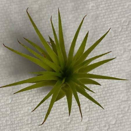Photo of the plant species Maxima Air Plant by Purplesucculent named AP Air on Greg, the plant care app