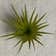 Calculate water needs of Maxima Air Plant