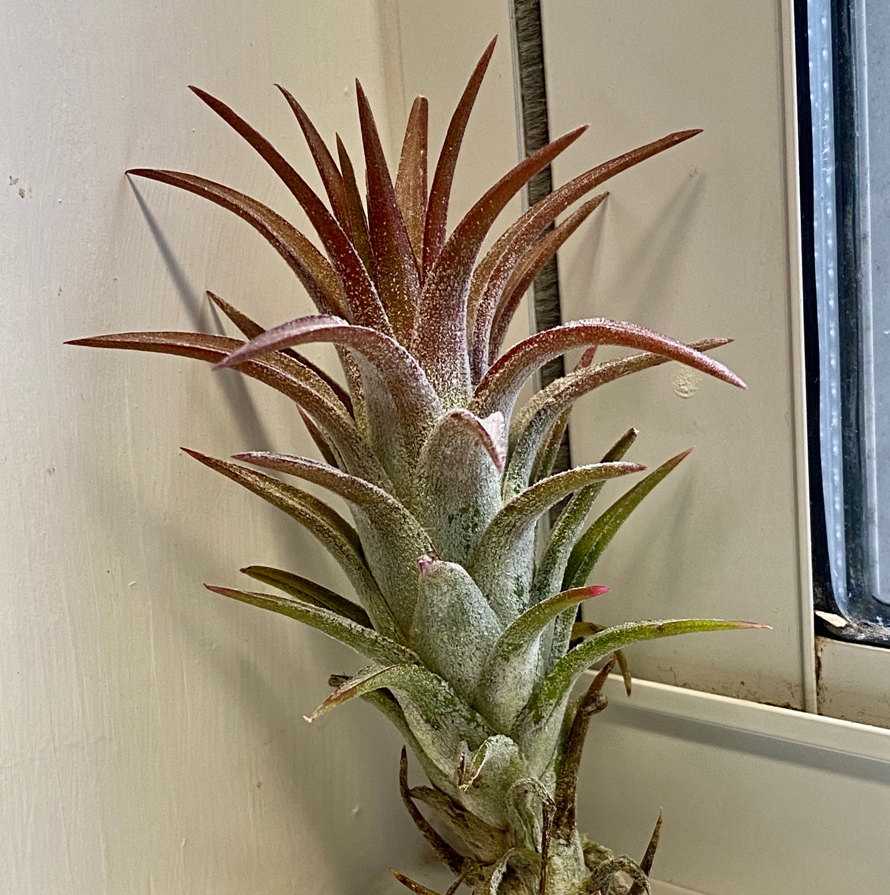 Photo of the plant species Tillandsia ionantha 'Vanhyningii' by @PurpleSucculent named AP 07 - Carrot Top 🥕 on Greg, the plant care app