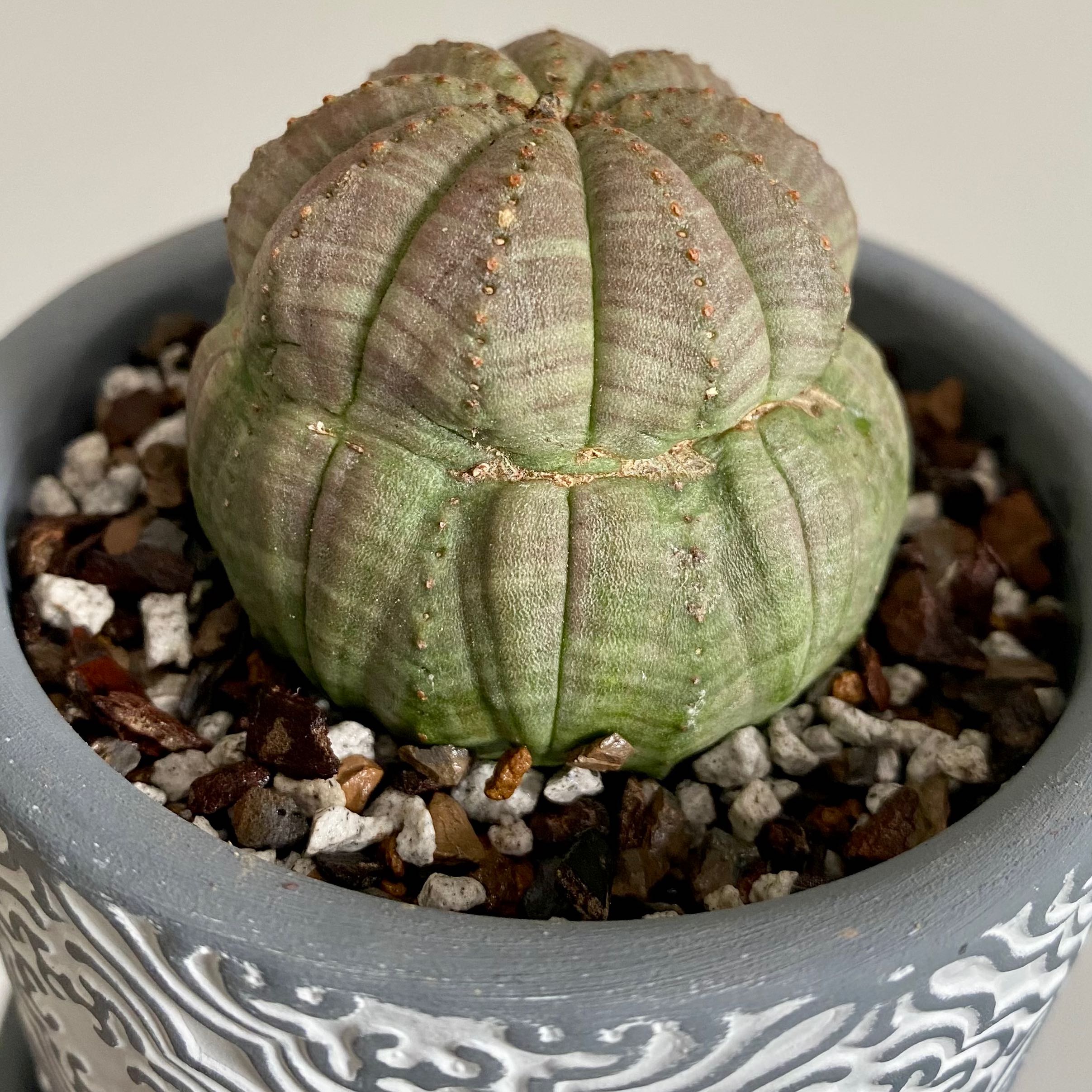 Baseball Plant (Euphorbia obesa) in a decorative pot with visible soil.