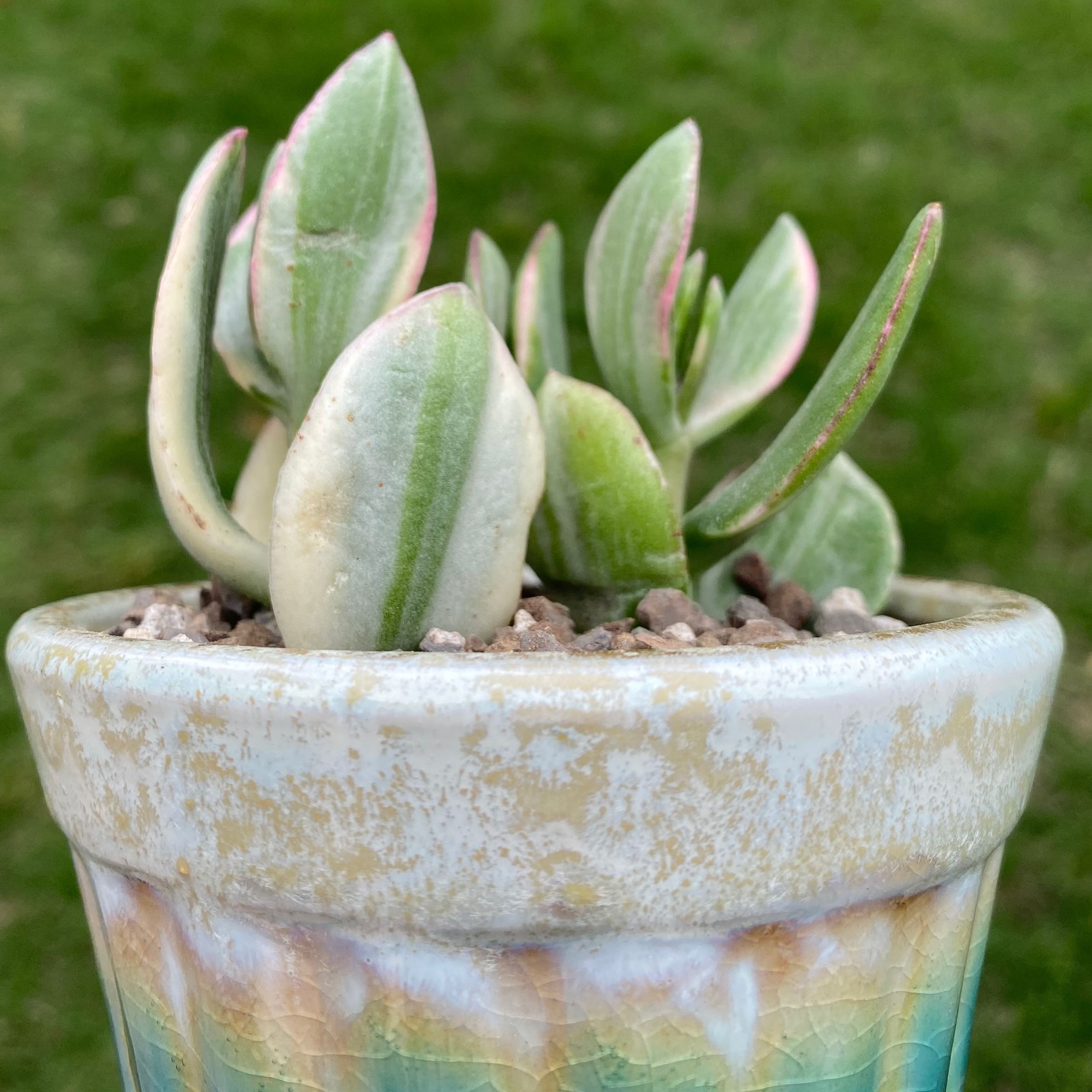 Variegated jade plant in a decorative pot with visible soil.