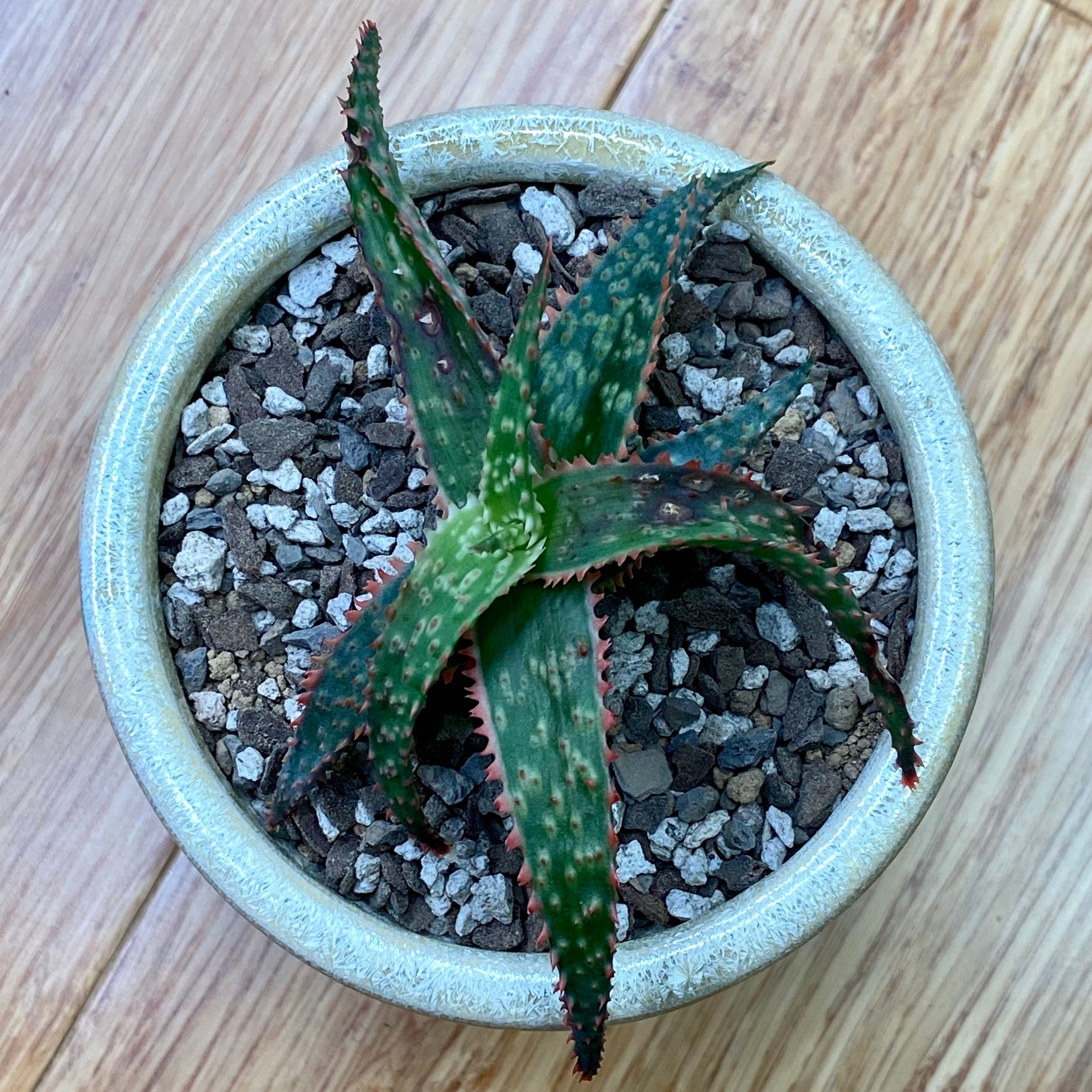 Aloe 'Christmas Carol' plant in a pot with well-draining soil, vibrant green leaves with red edges.