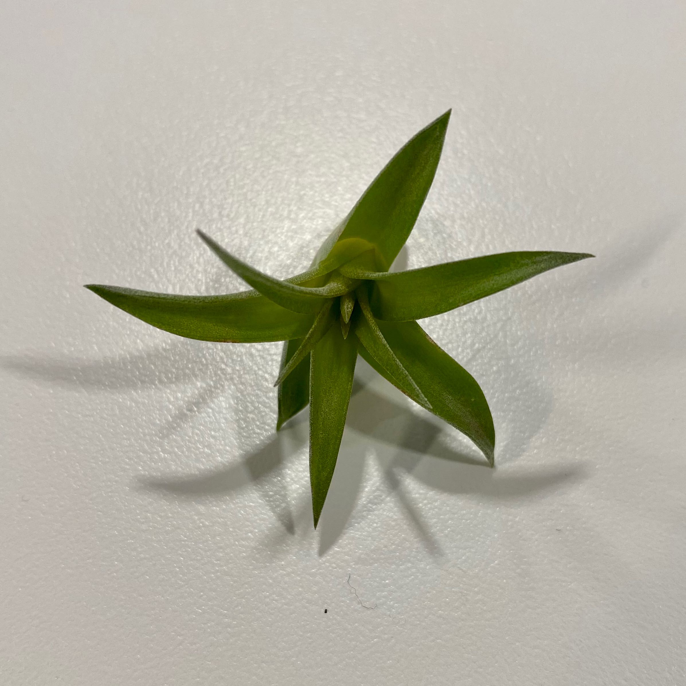 Brachycaulos Green Air Plant with healthy green leaves, well-framed and in focus.