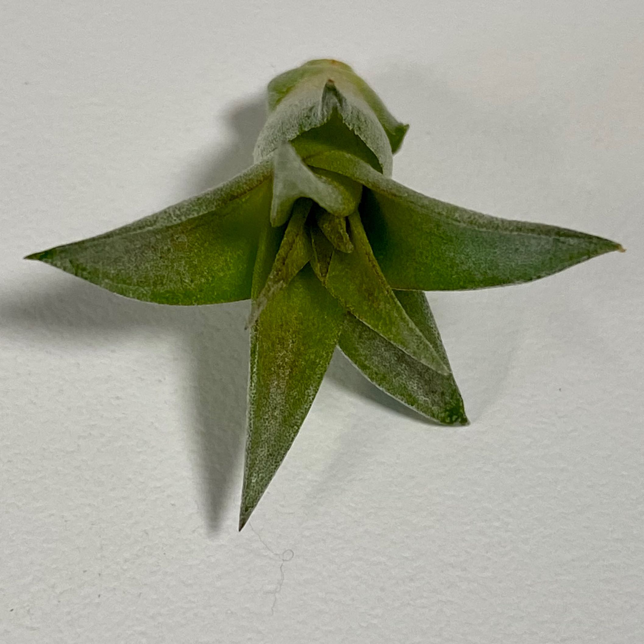 Brachycaulos Green Air Plant with green, healthy leaves.