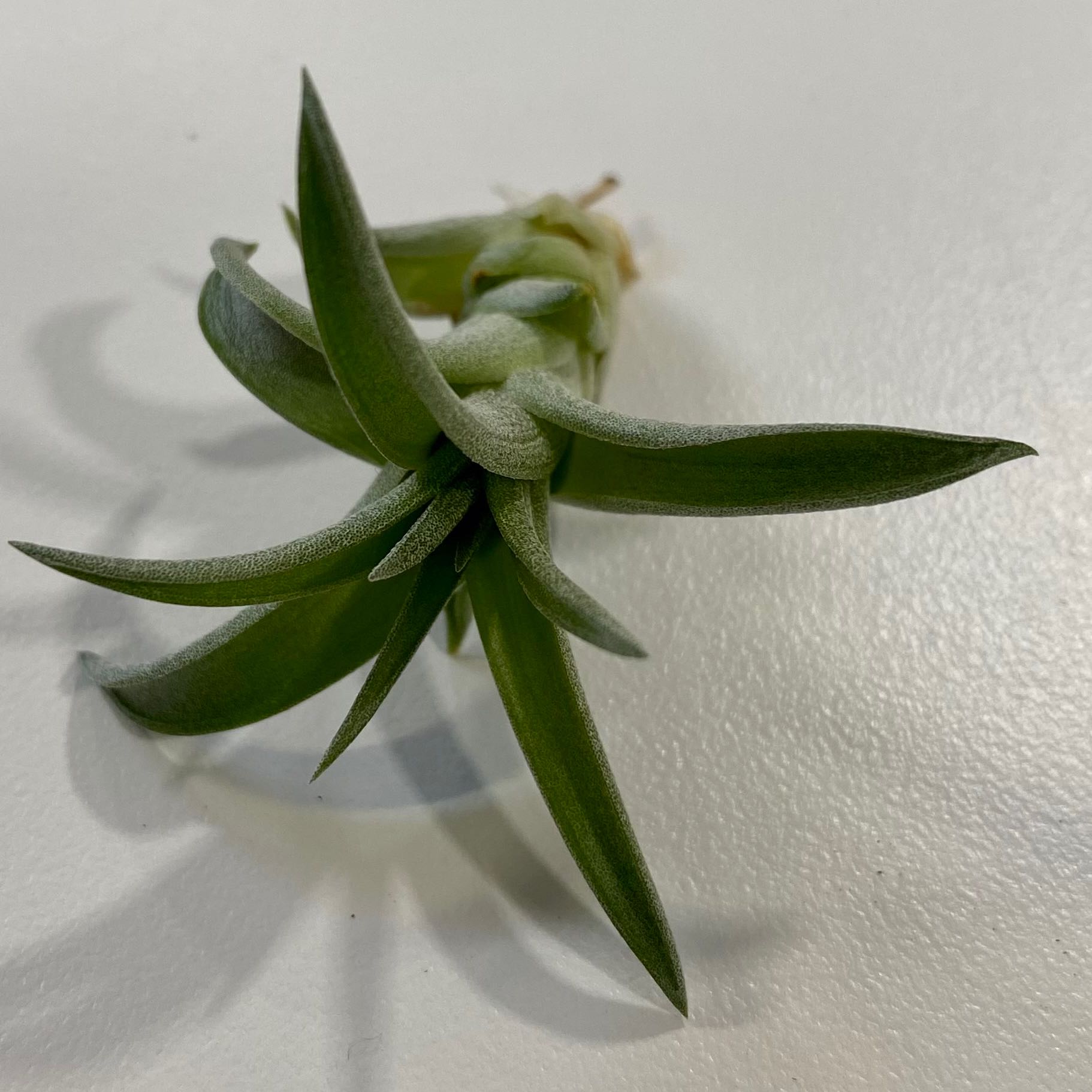Brachycaulos Green Air Plant with healthy green leaves, no visible soil.
