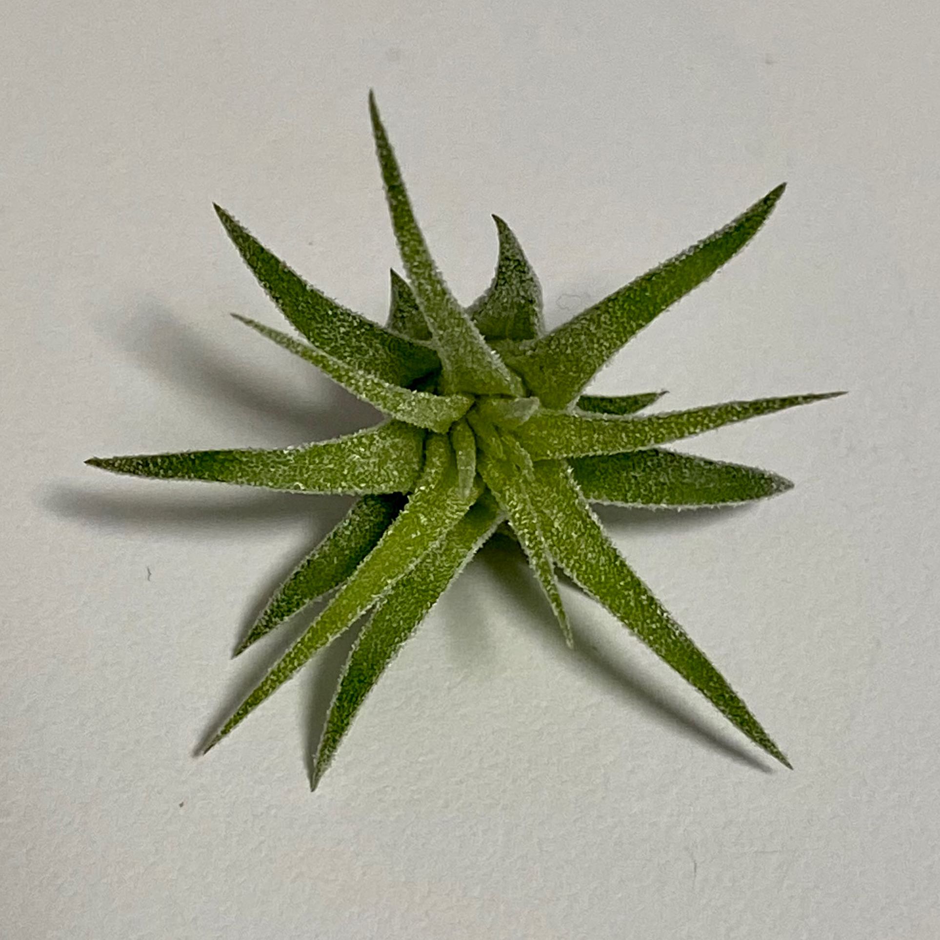 Photo of the plant species Maxima Air Plant by @PurpleSucculent named AP 23 - Baby Air 3 on Greg, the plant care app