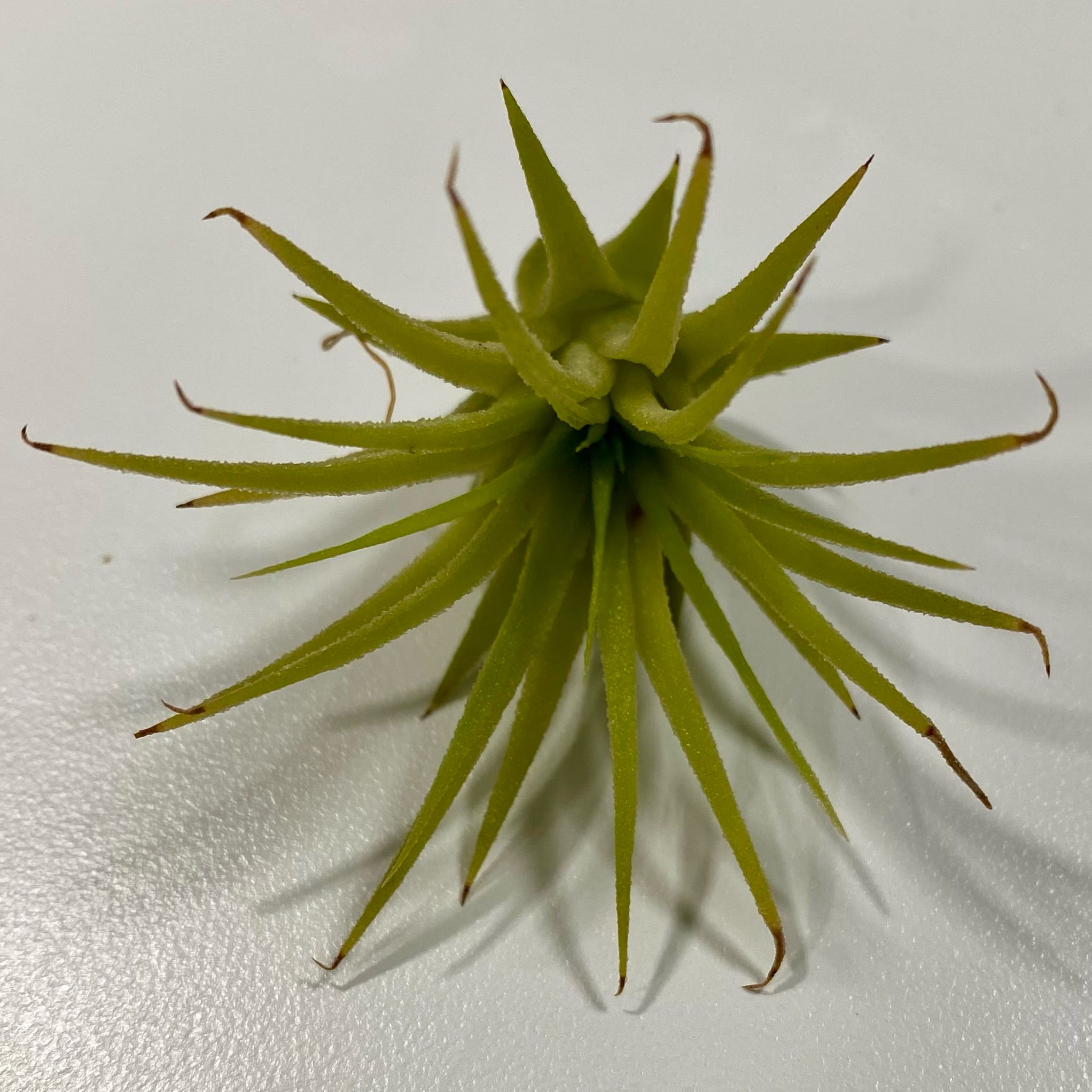 Photo of the plant species Maxima Air Plant by @PurpleSucculent named AP 17 - Baby Air 1 on Greg, the plant care app