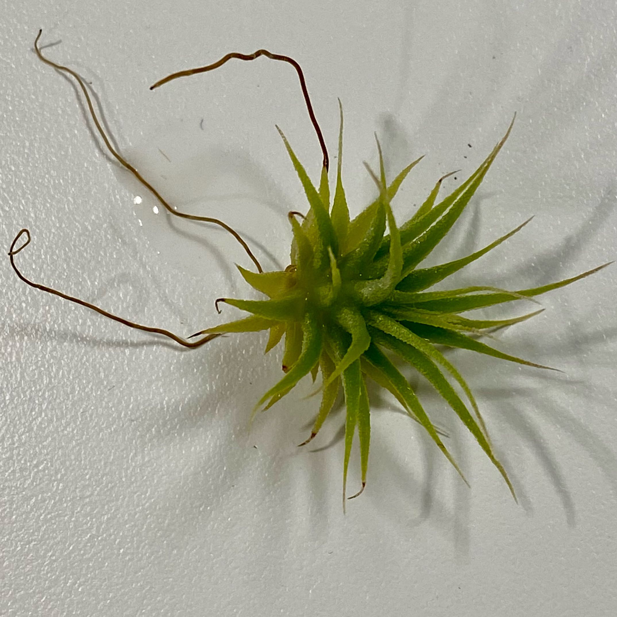 Photo of the plant species Maxima Air Plant by @PurpleSucculent named AP 19 - Baby Air 2 on Greg, the plant care app