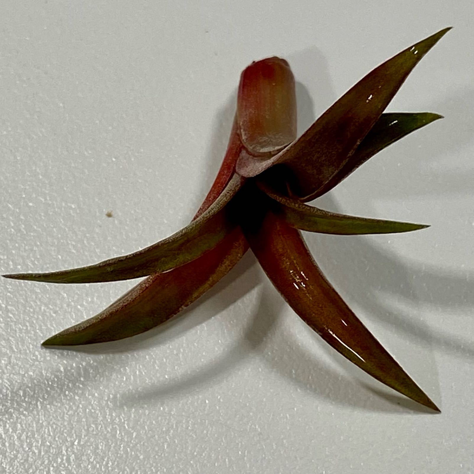 Brachycaulos Green Air Plant with reddish-green leaves, well-framed and in focus.