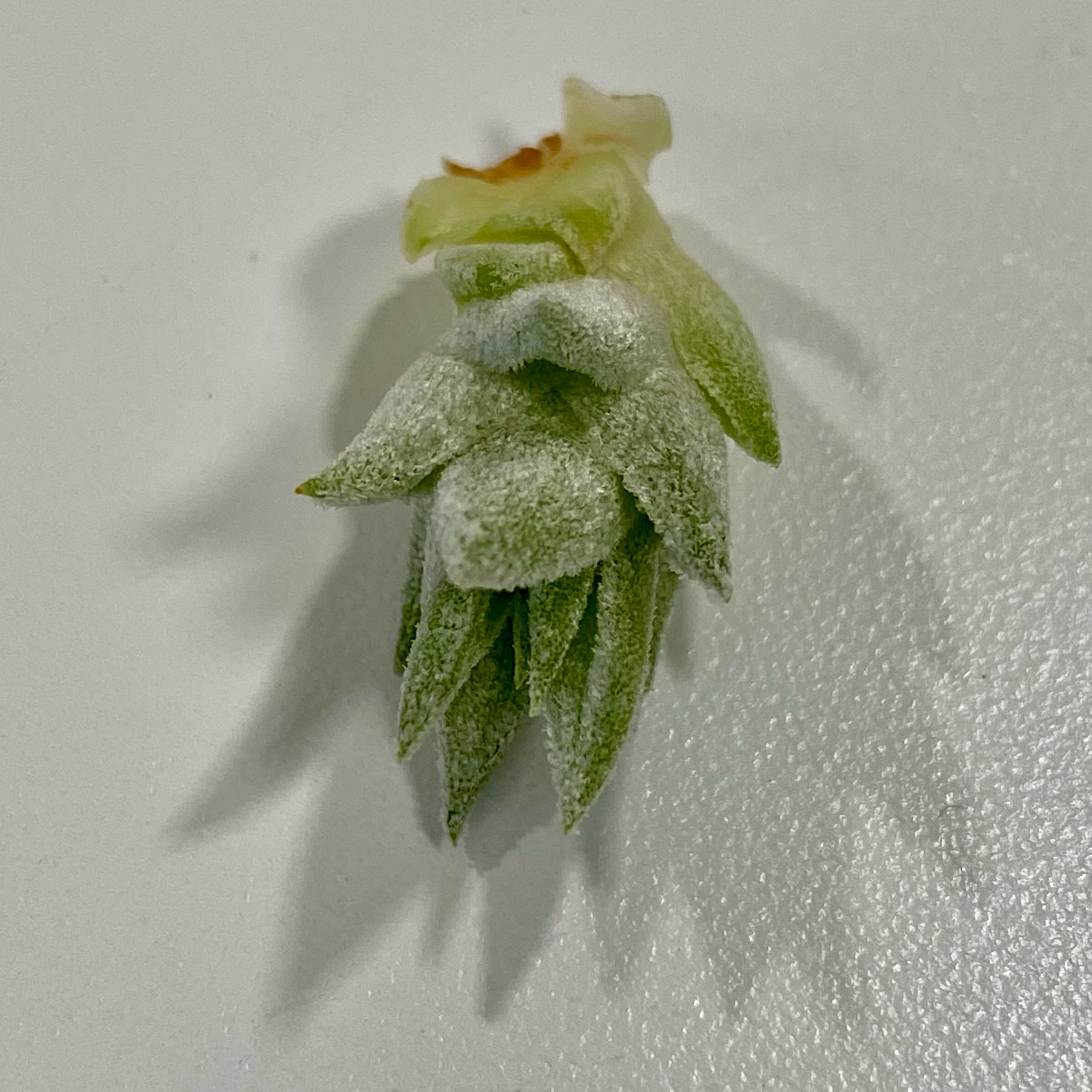 Photo of the plant species Vanhyning's air plant by @PurpleSucculent named AP 25 - Baby Carrot Top 🥕 on Greg, the plant care app