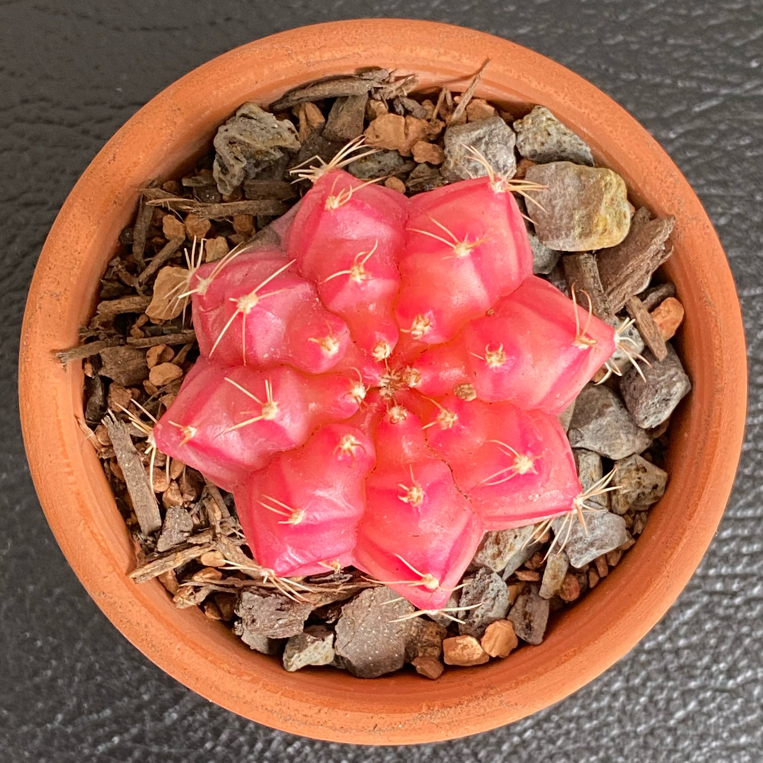 Photo of the plant species Variegated Moon Cactus by @PurpleSucculent named DW 19 - Pinkie on Greg, the plant care app