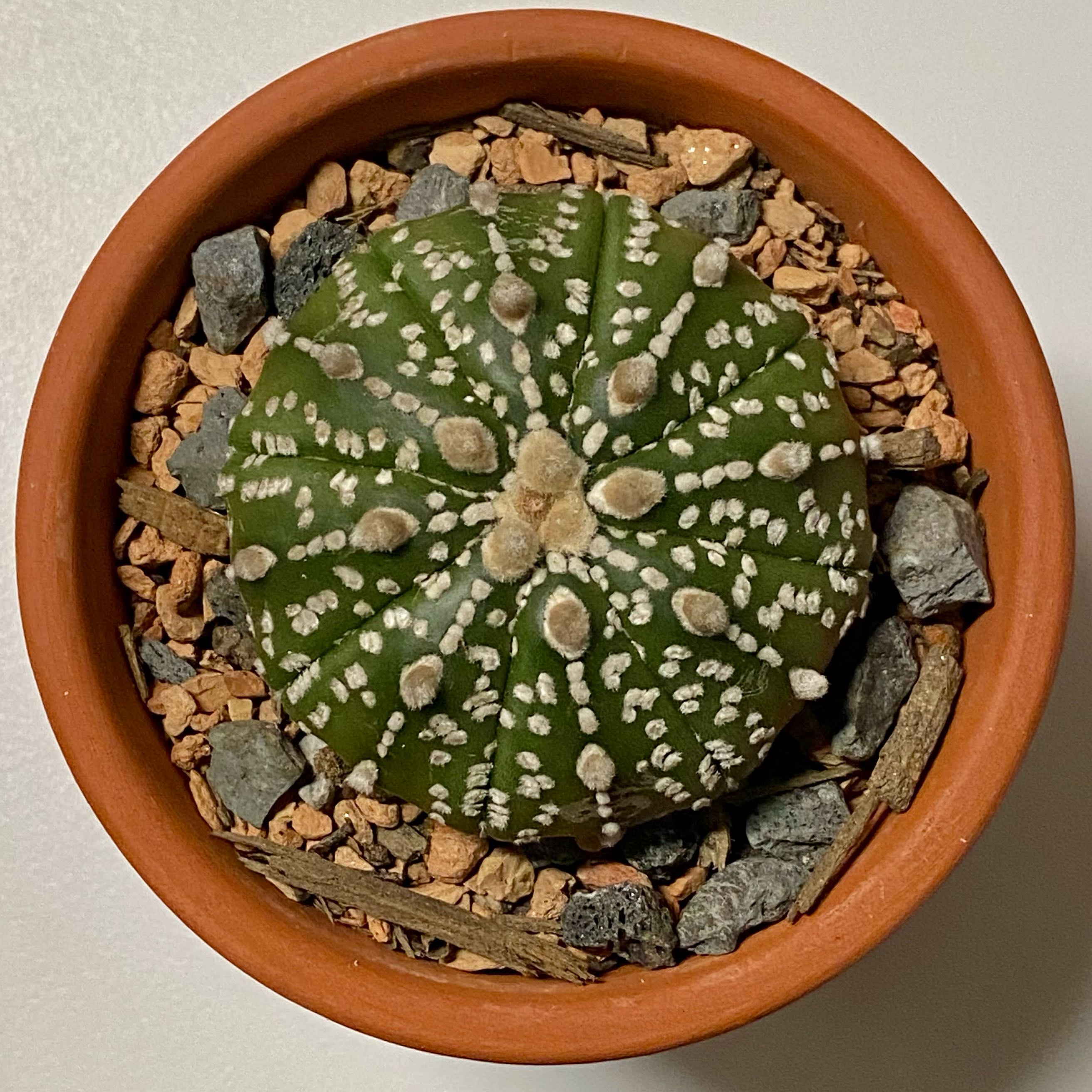 Photo of the plant species Astrophytum 'Super Kabuto' by @PurpleSucculent named BS 20 - Bruce Lee on Greg, the plant care app