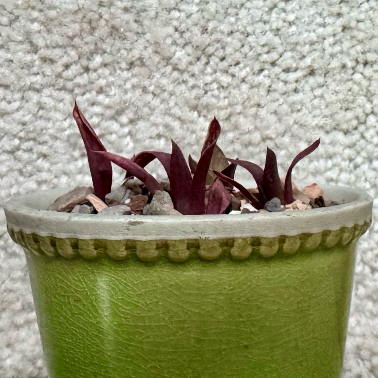 Photo of the plant species Haworthia reticulata var. reticulata by @PurpleSucculent named DW 02 - Rhett Buttler, Jr on Greg, the plant care app