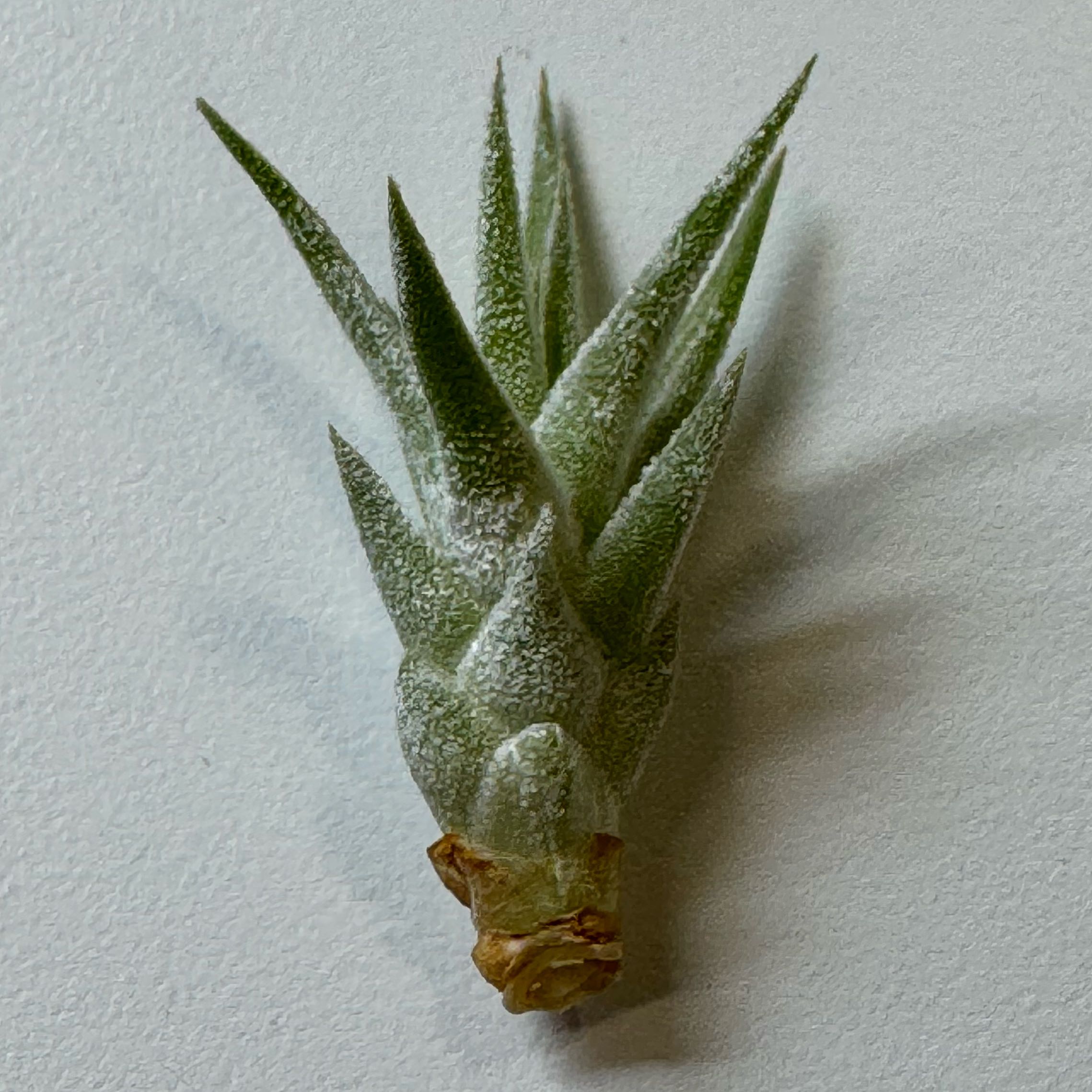 Photo of the plant species Tillandsia albida by @PurpleSucculent named AP 28 - Carrot Top, Jr 🥕 on Greg, the plant care app