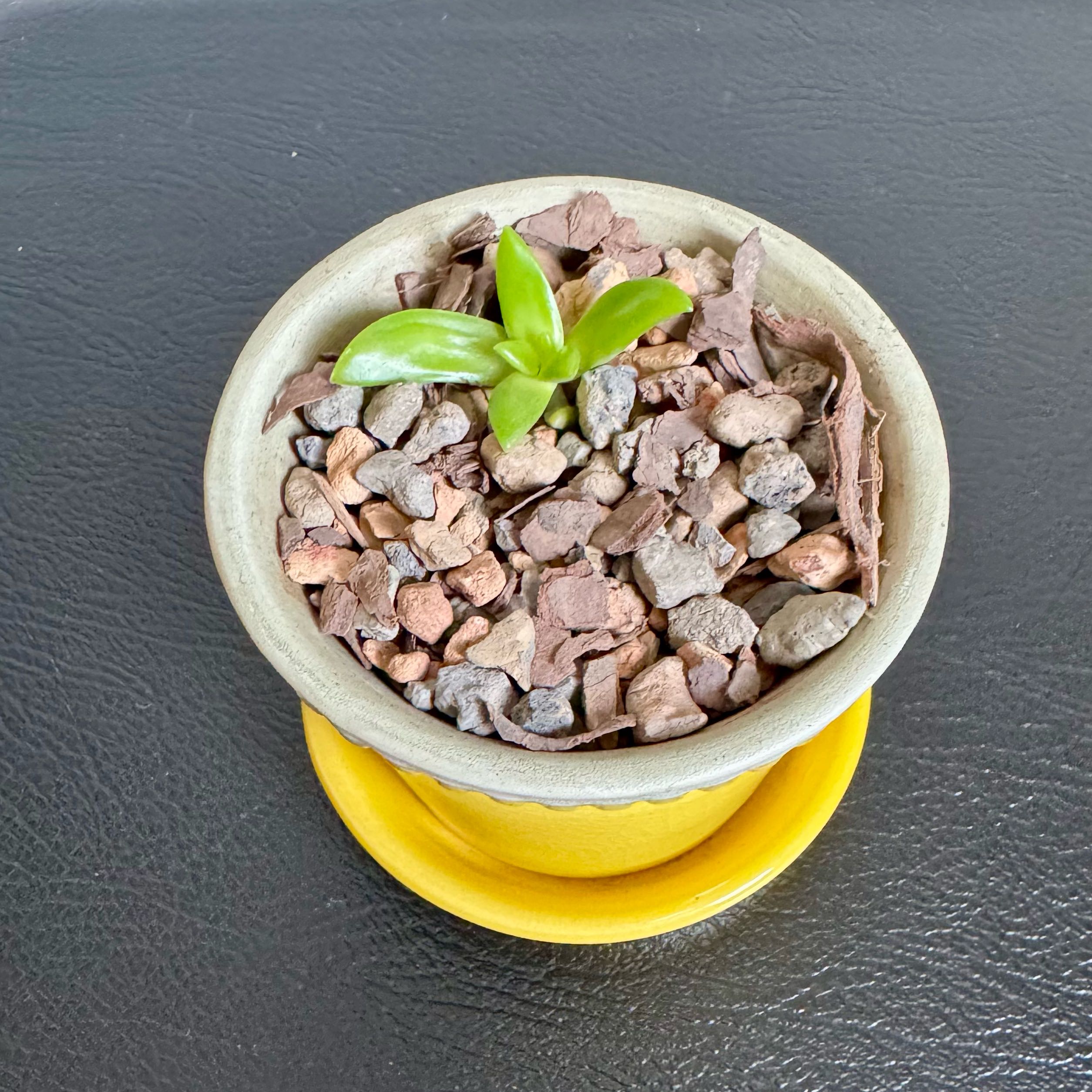 Photo of the plant species Unidentified Plant by @PurpleSucculent named LS 18 - Anne on Greg, the plant care app